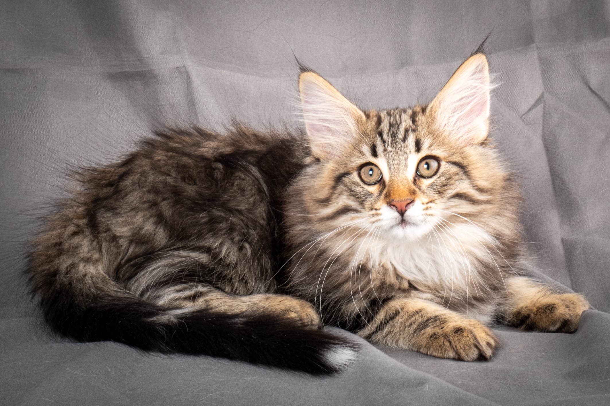 (N)Migoto's Anton, NFO n 22