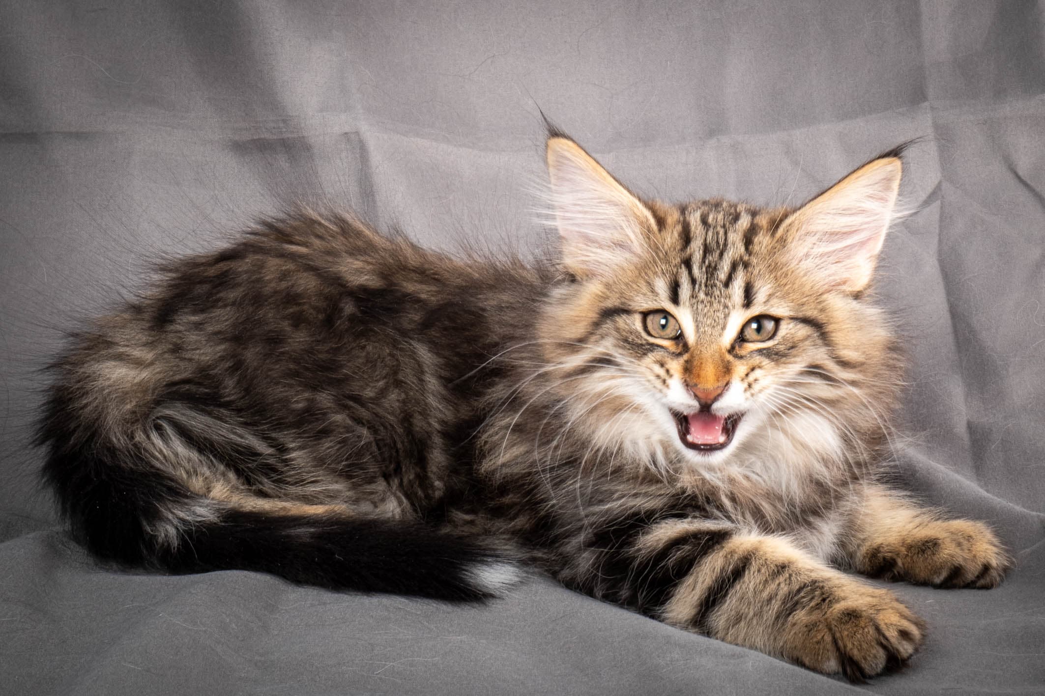 (N)Migoto's Anton, NFO n 22