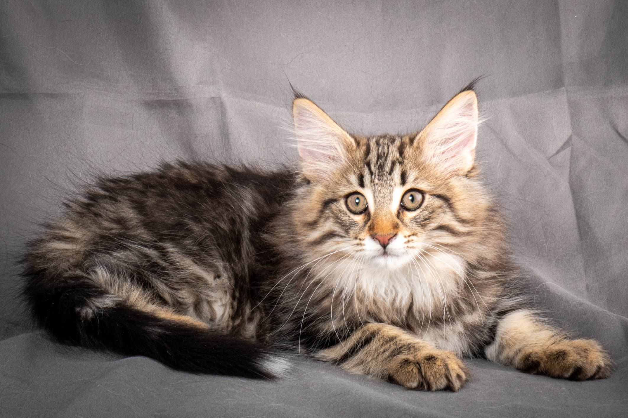 (N)Migoto's Anton, NFO n 22