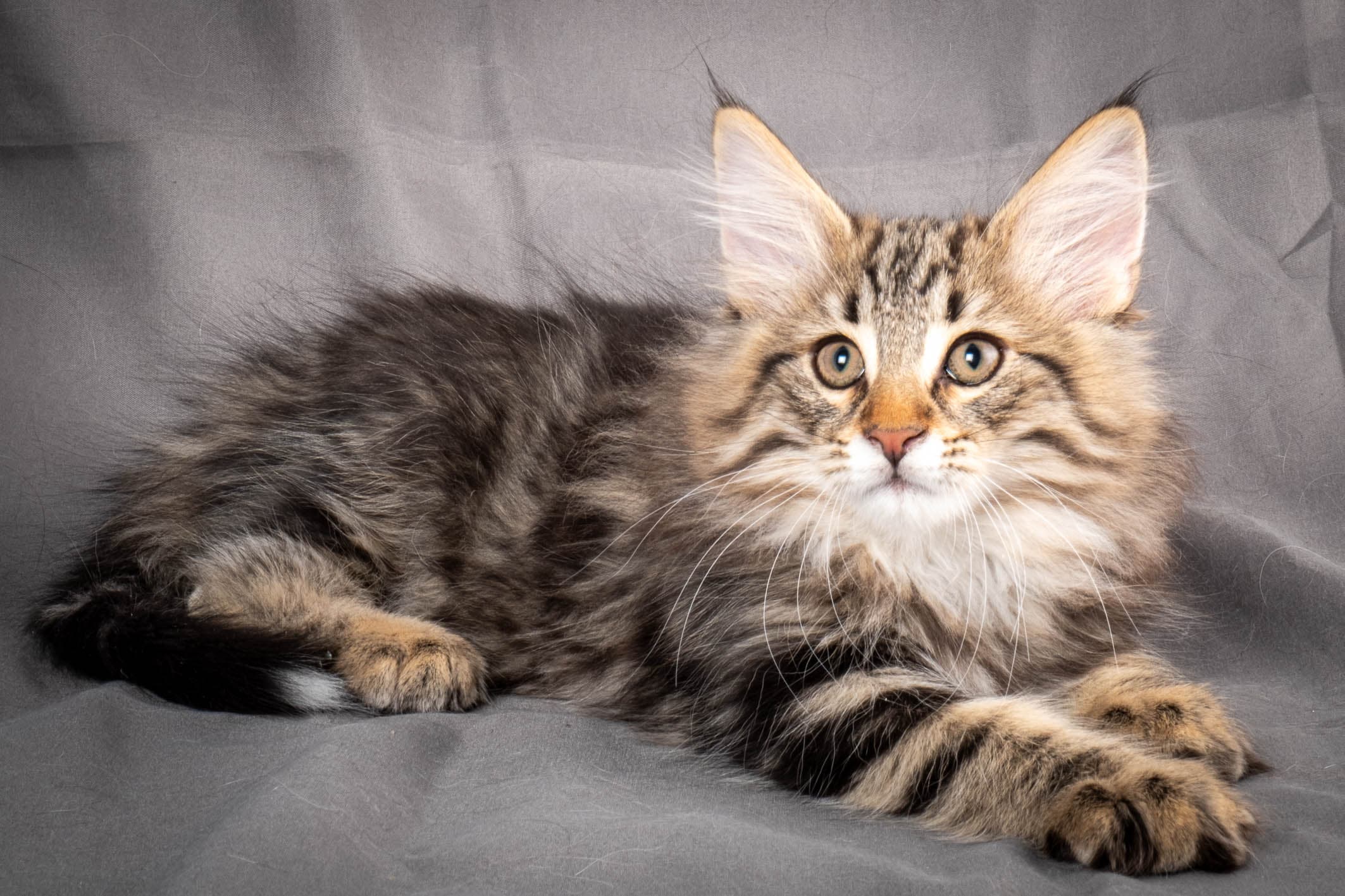 (N)Migoto's Anton, NFO n 22