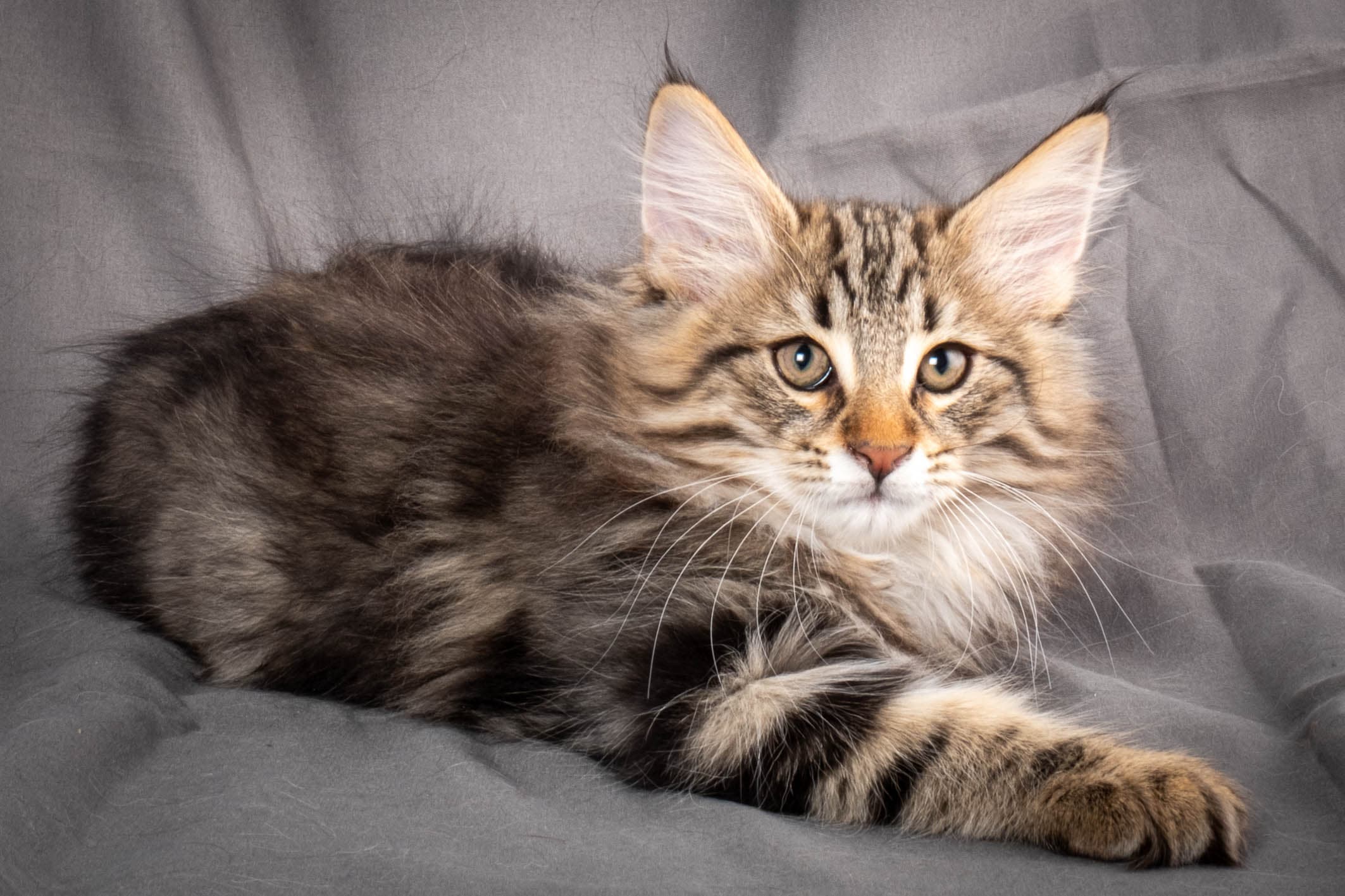 (N)Migoto's Anton, NFO n 22