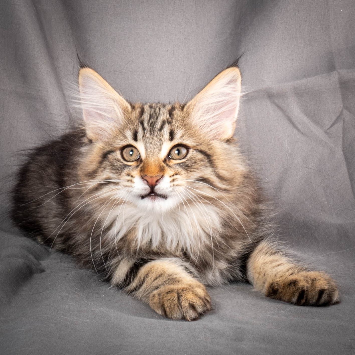 (N)Migoto's Anton, NFO n 22