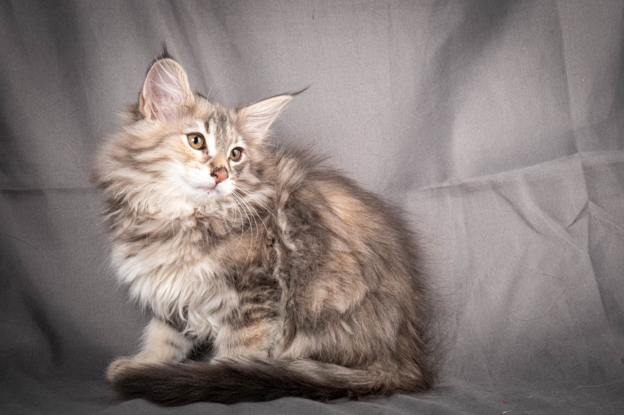 (N)Migoto's Anna, NFO g 22