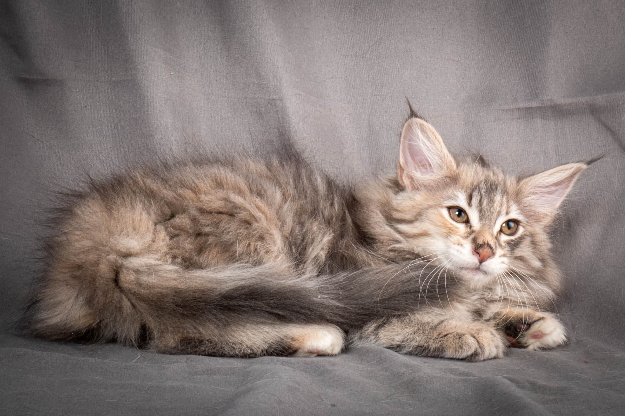 (N)Migoto's Anna, NFO g 22