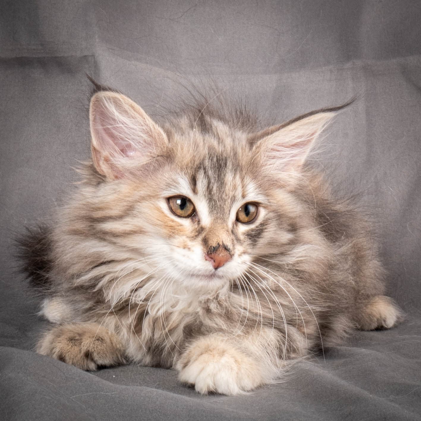 (N)Migoto's Anna, NFO g 22