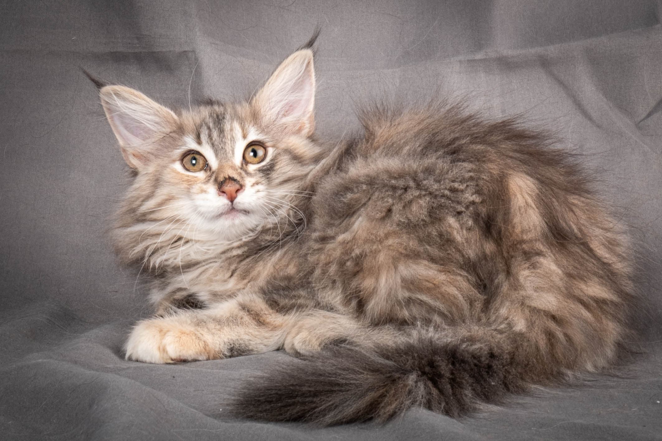 (N)Migoto's Anna, NFO g 22