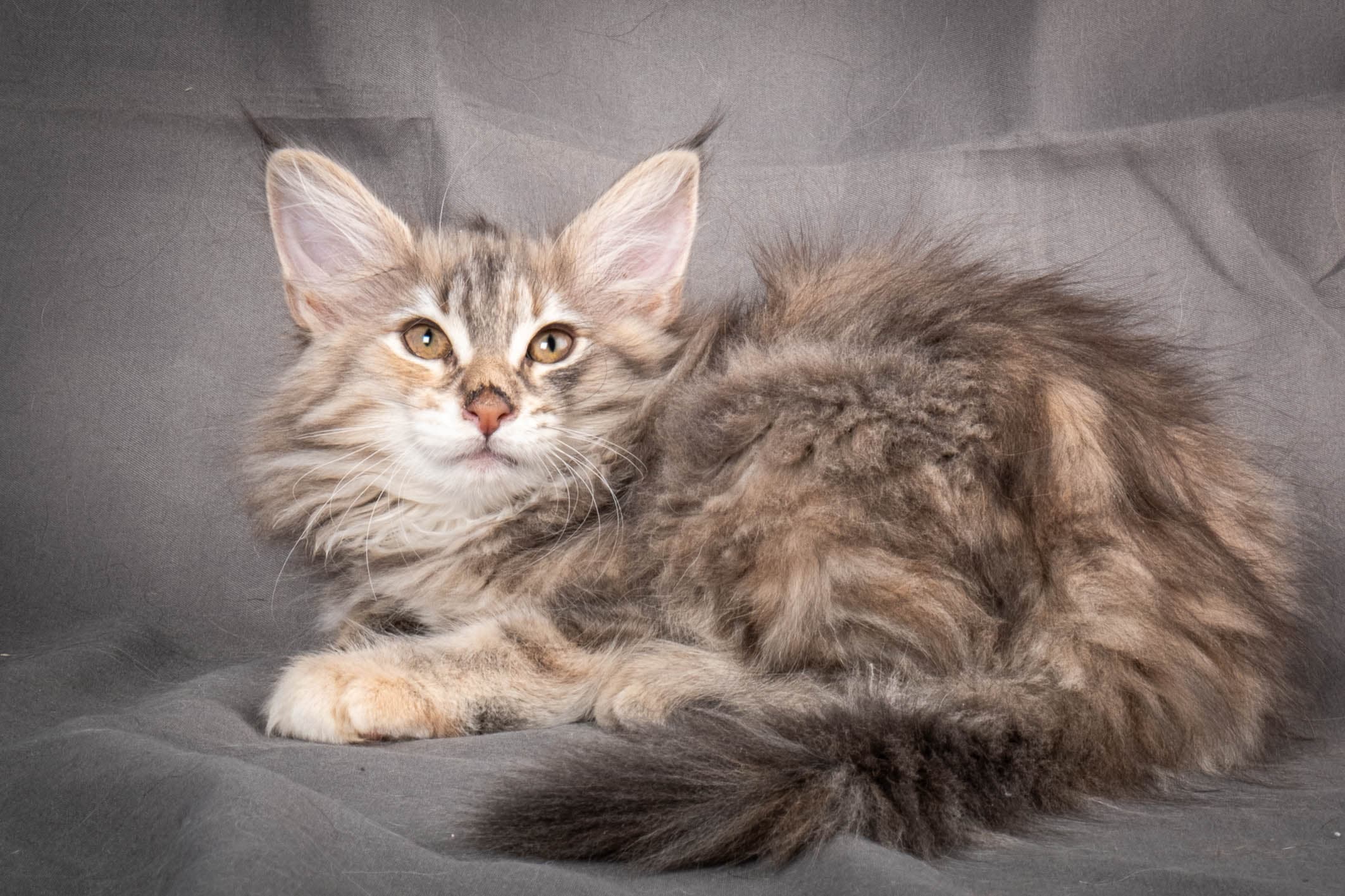 (N)Migoto's Anna, NFO g 22