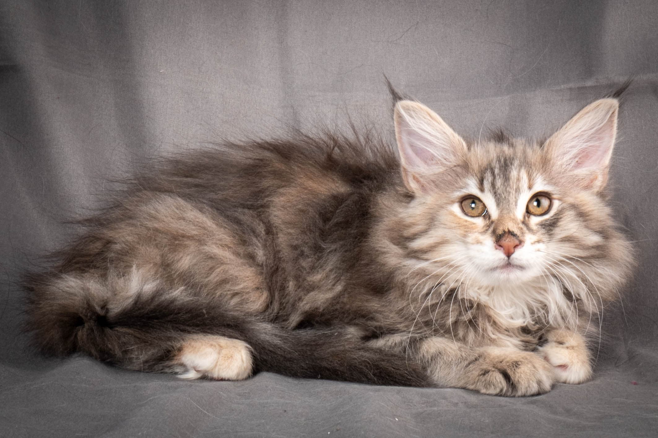 (N)Migoto's Anna, NFO g 22