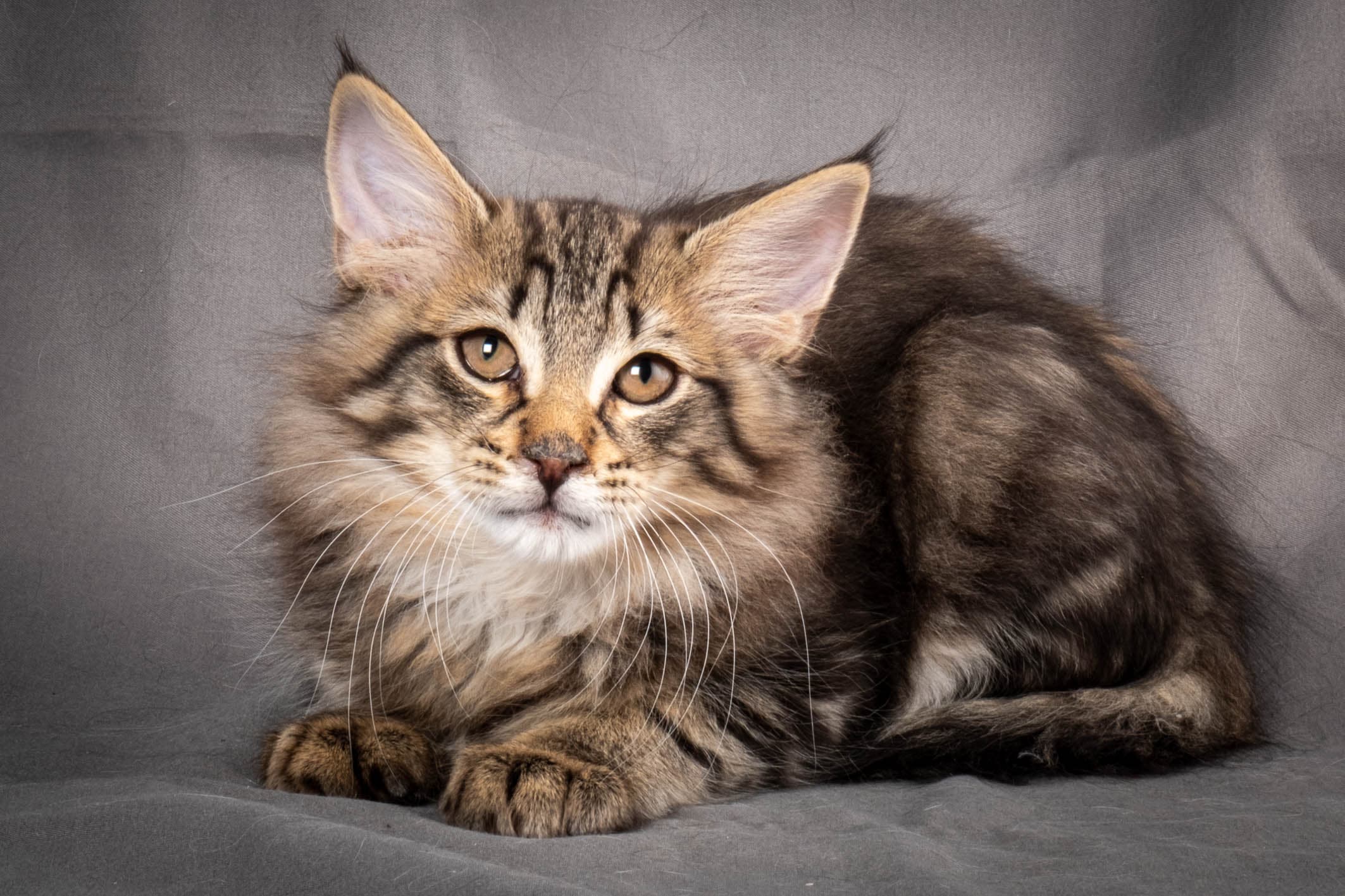 (N)Migoto's August, NFO n 22