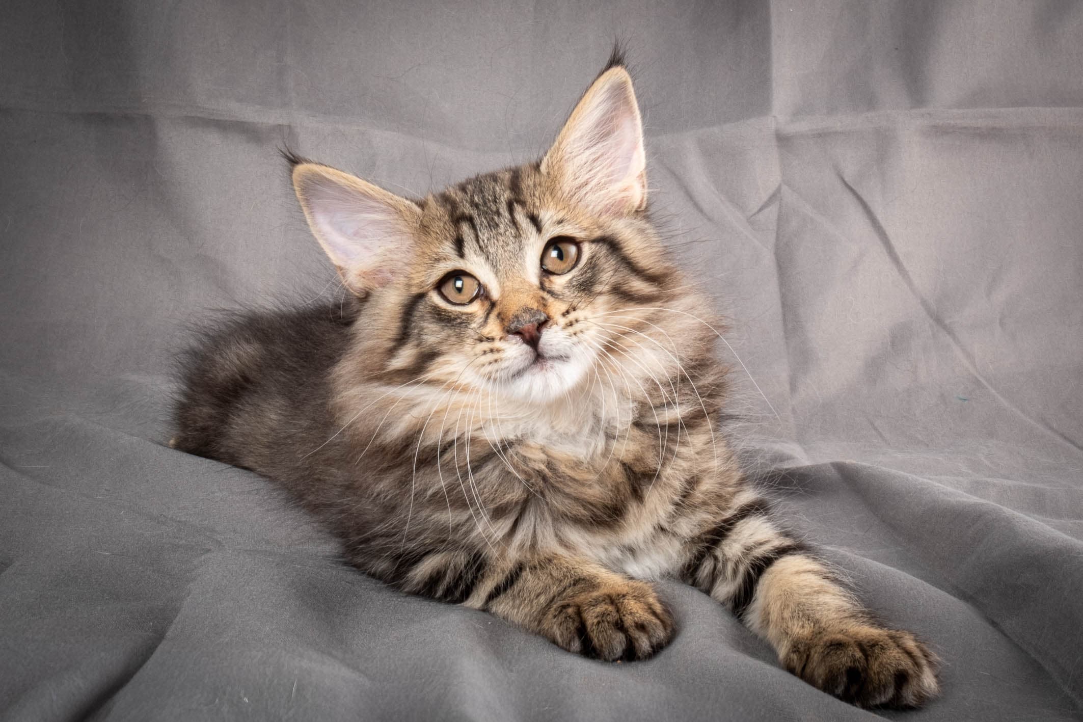 (N)Migoto's August, NFO n 22