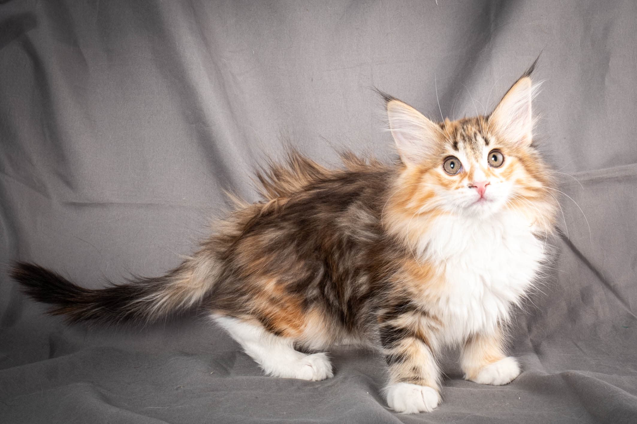 (N)Migoto's Alva, NFO f 09 22