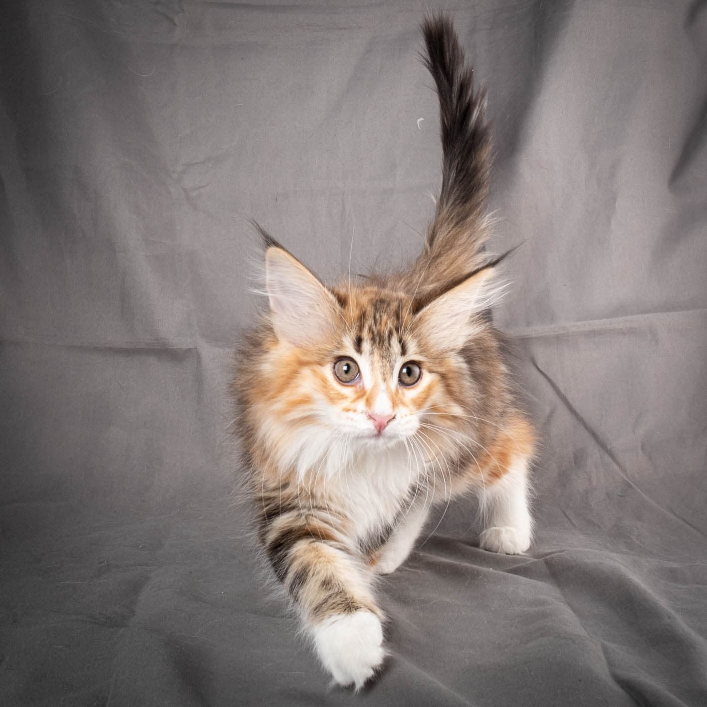 (N)Migoto's Alva, NFO f 09 22