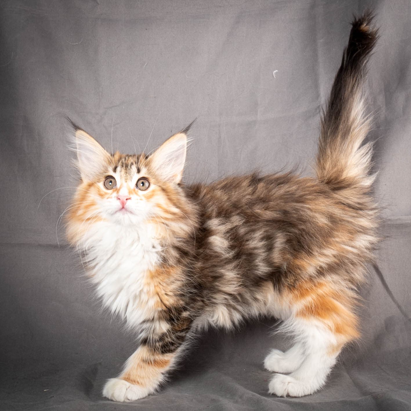 (N)Migoto's Alva, NFO f 09 22