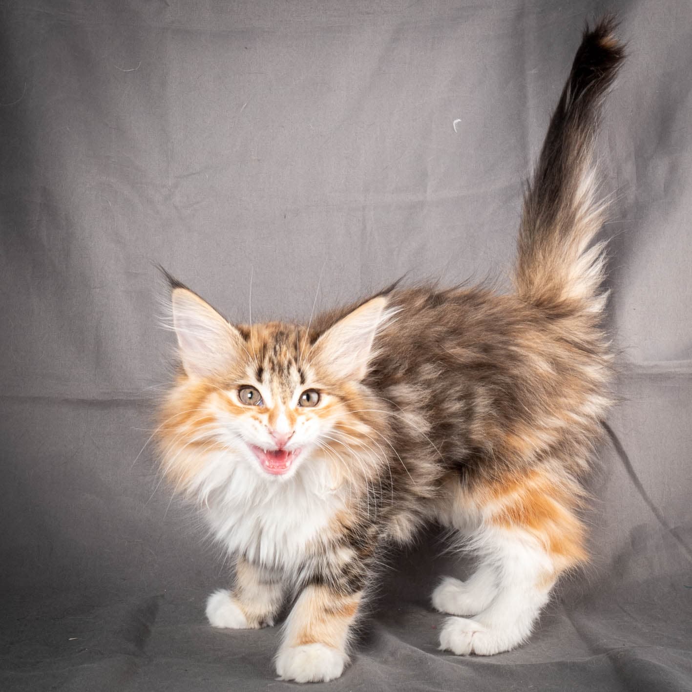 (N)Migoto's Alva, NFO f 09 22