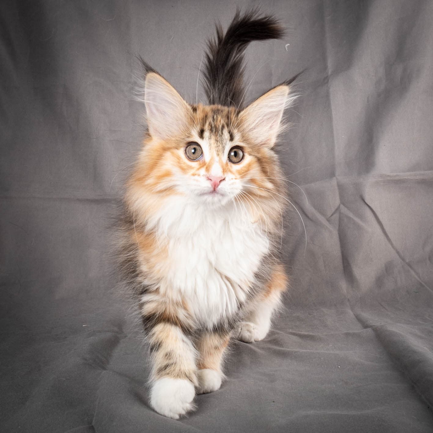 (N)Migoto's Alva, NFO f 09 22