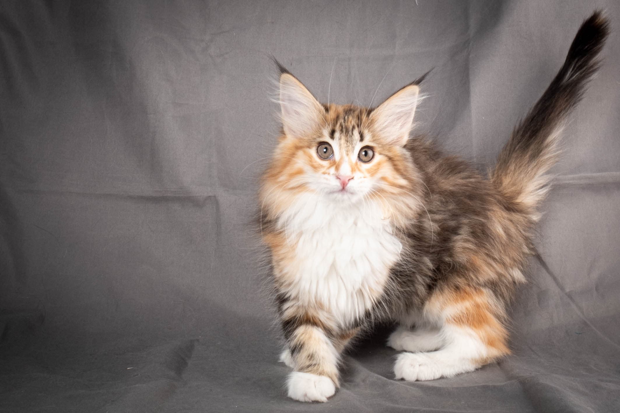 (N)Migoto's Alva, NFO f 09 22