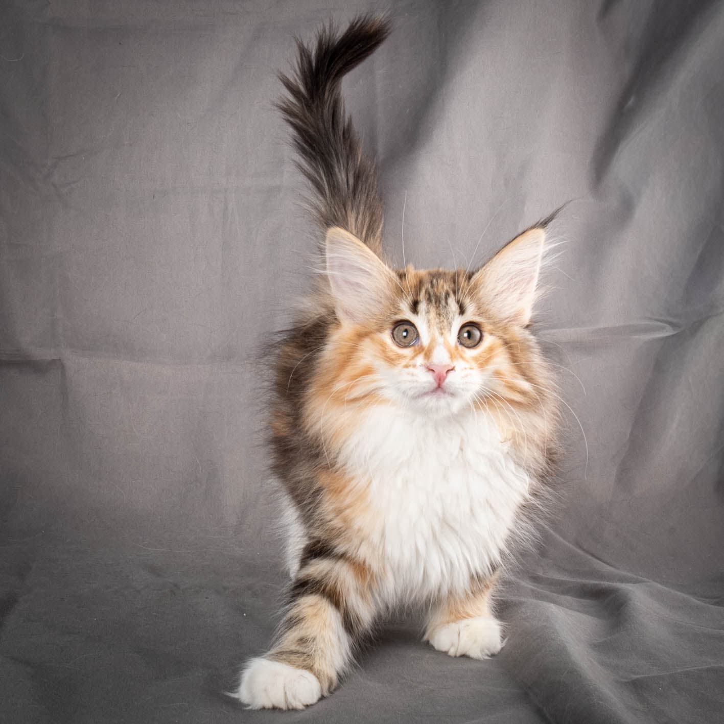 (N)Migoto's Alva, NFO f 09 22