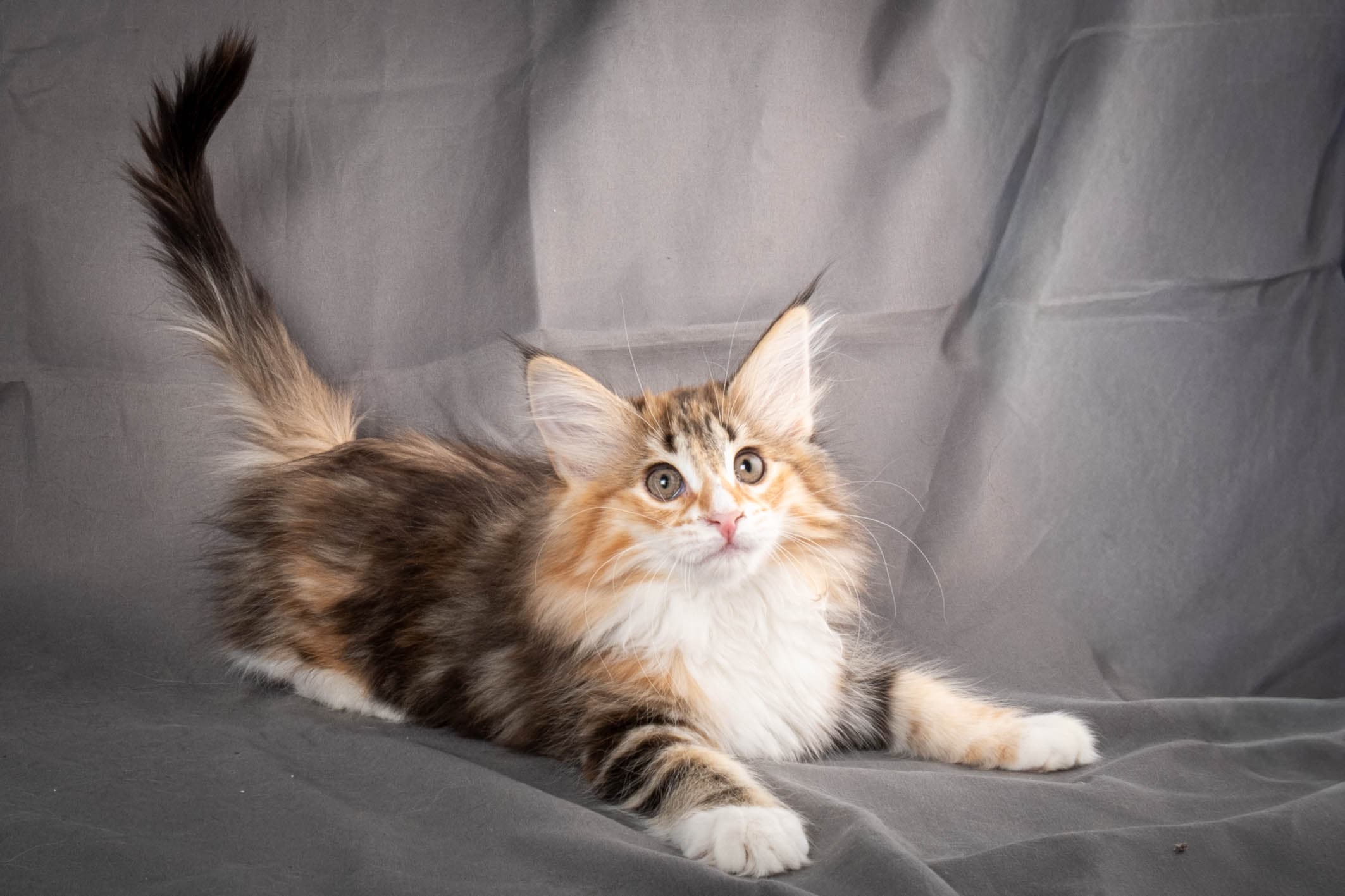 (N)Migoto's Alva, NFO f 09 22