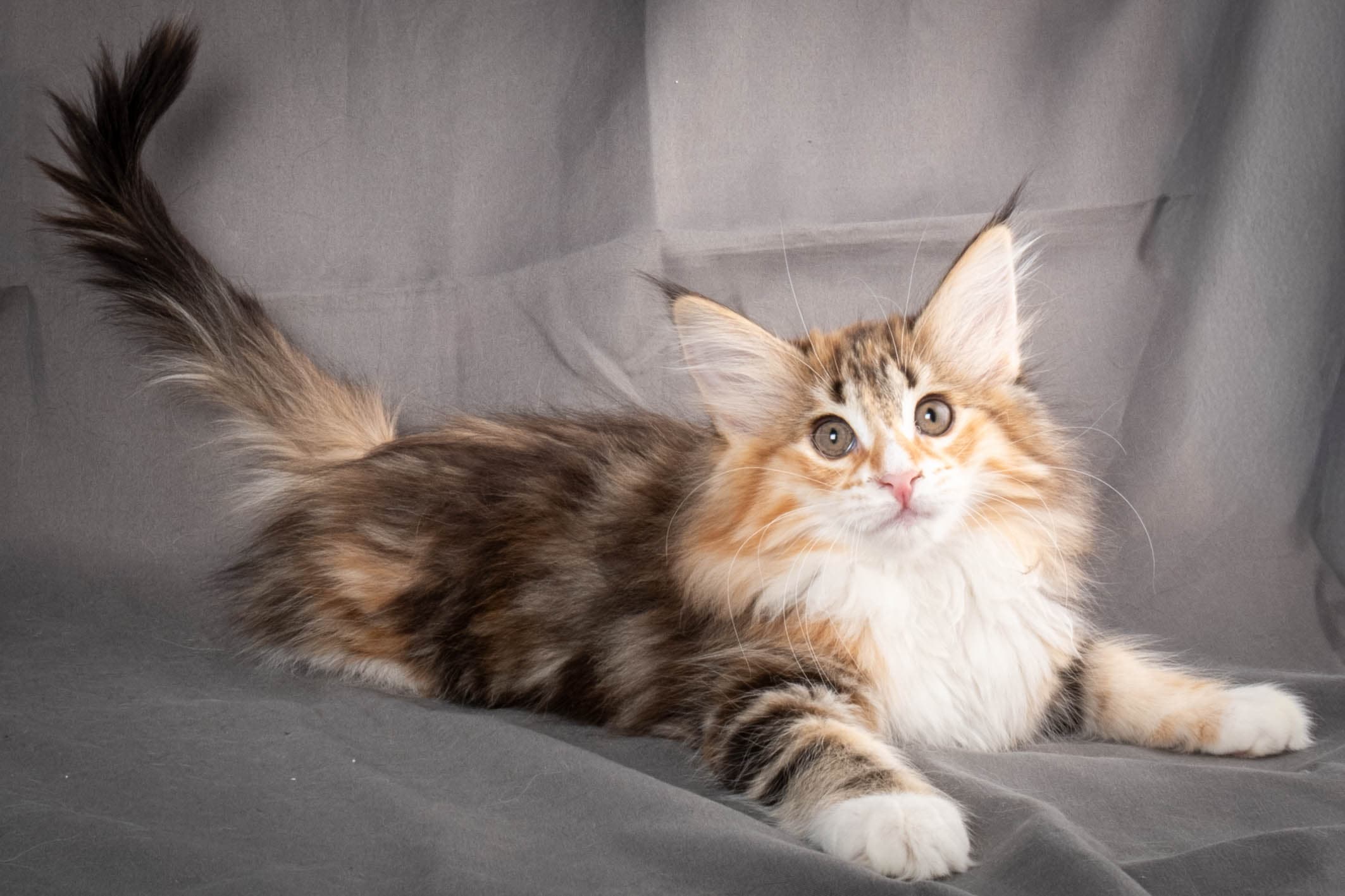 (N)Migoto's Alva, NFO f 09 22