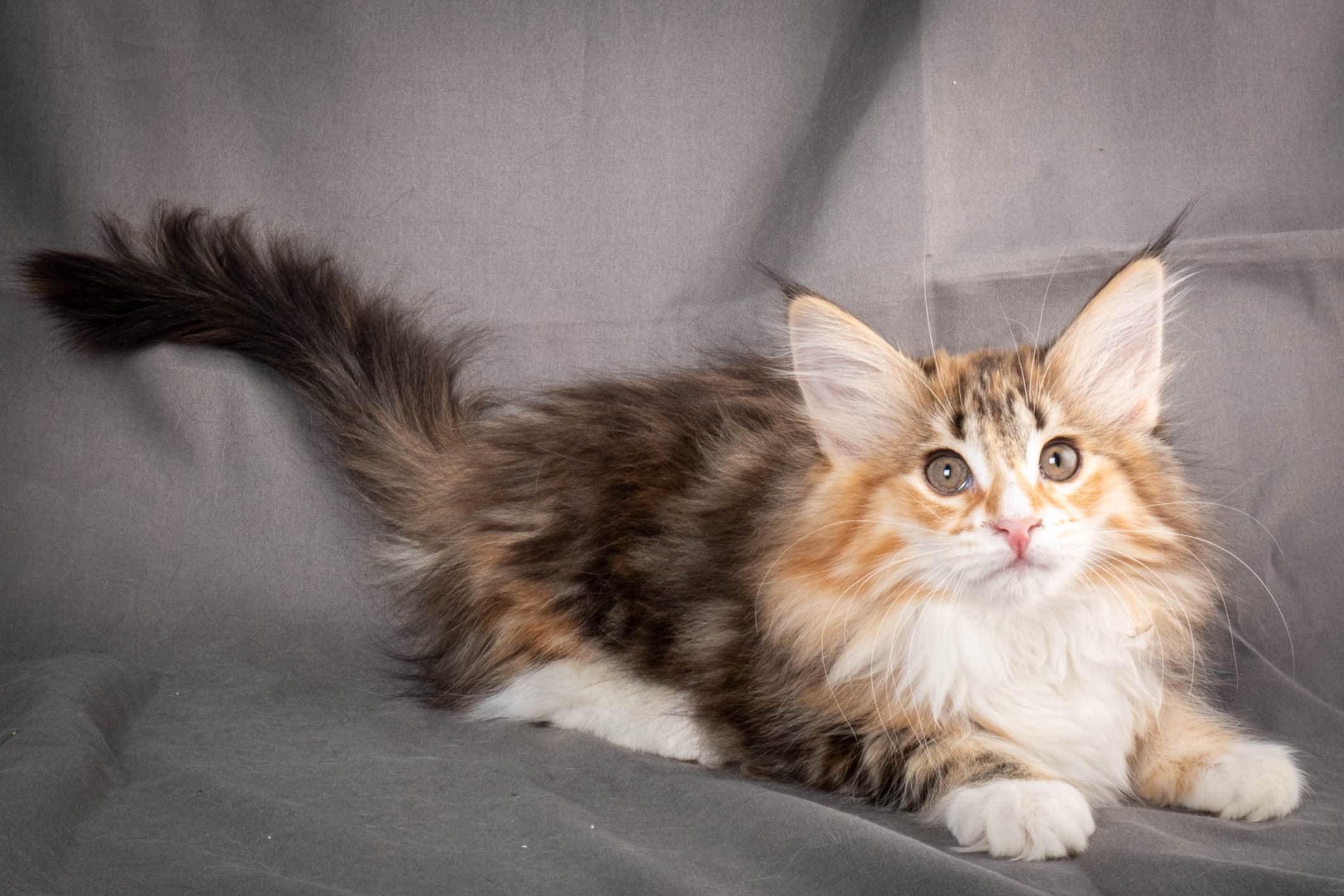 (N)Migoto's Alva, NFO f 09 22