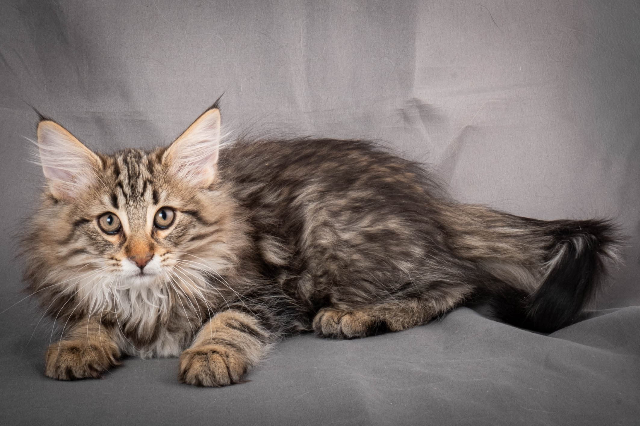 (N)Migoto's Anton, NFO n 22