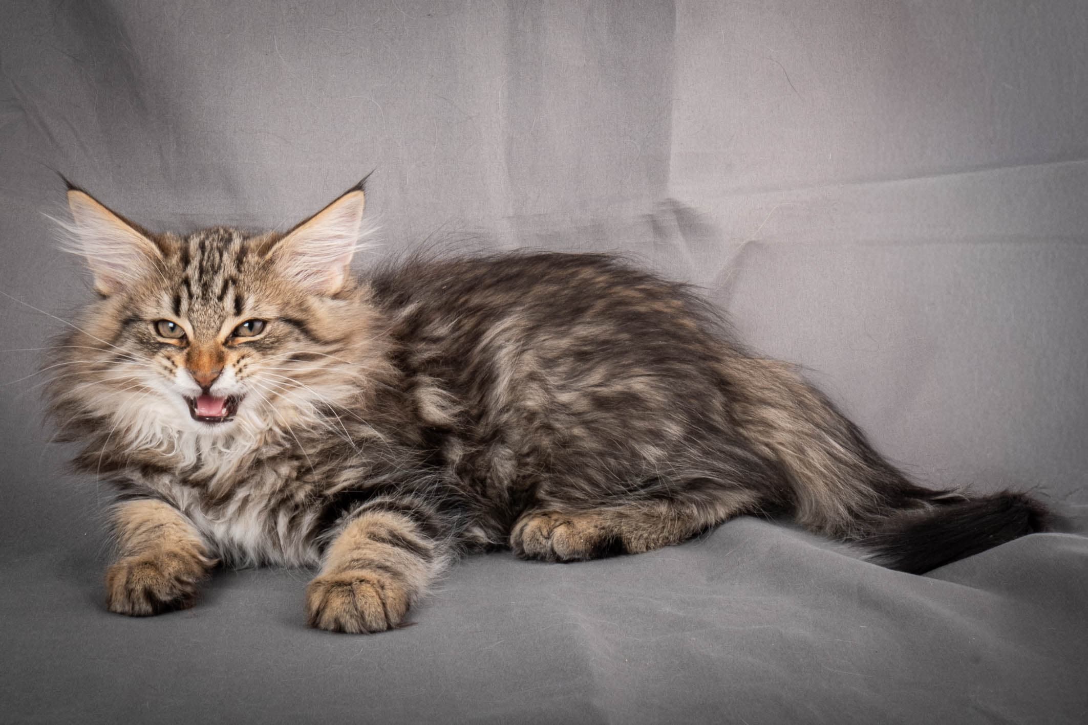 (N)Migoto's Anton, NFO n 22