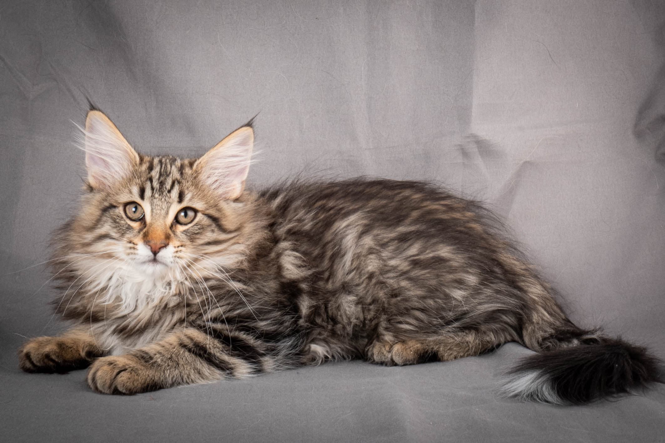 (N)Migoto's Anton, NFO n 22