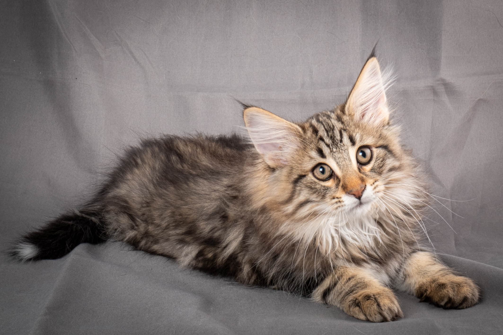 (N)Migoto's Anton, NFO n 22