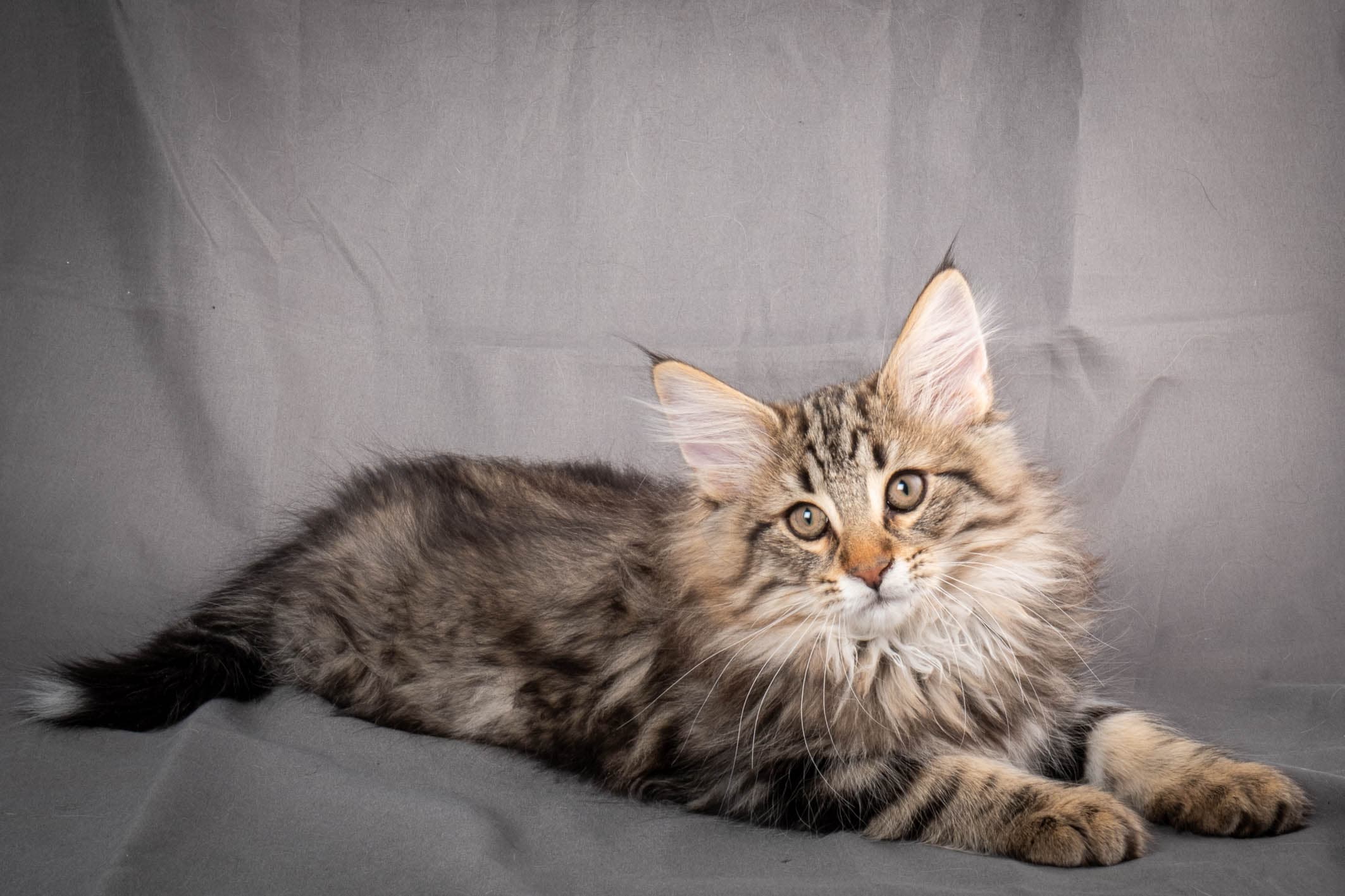 (N)Migoto's Anton, NFO n 22