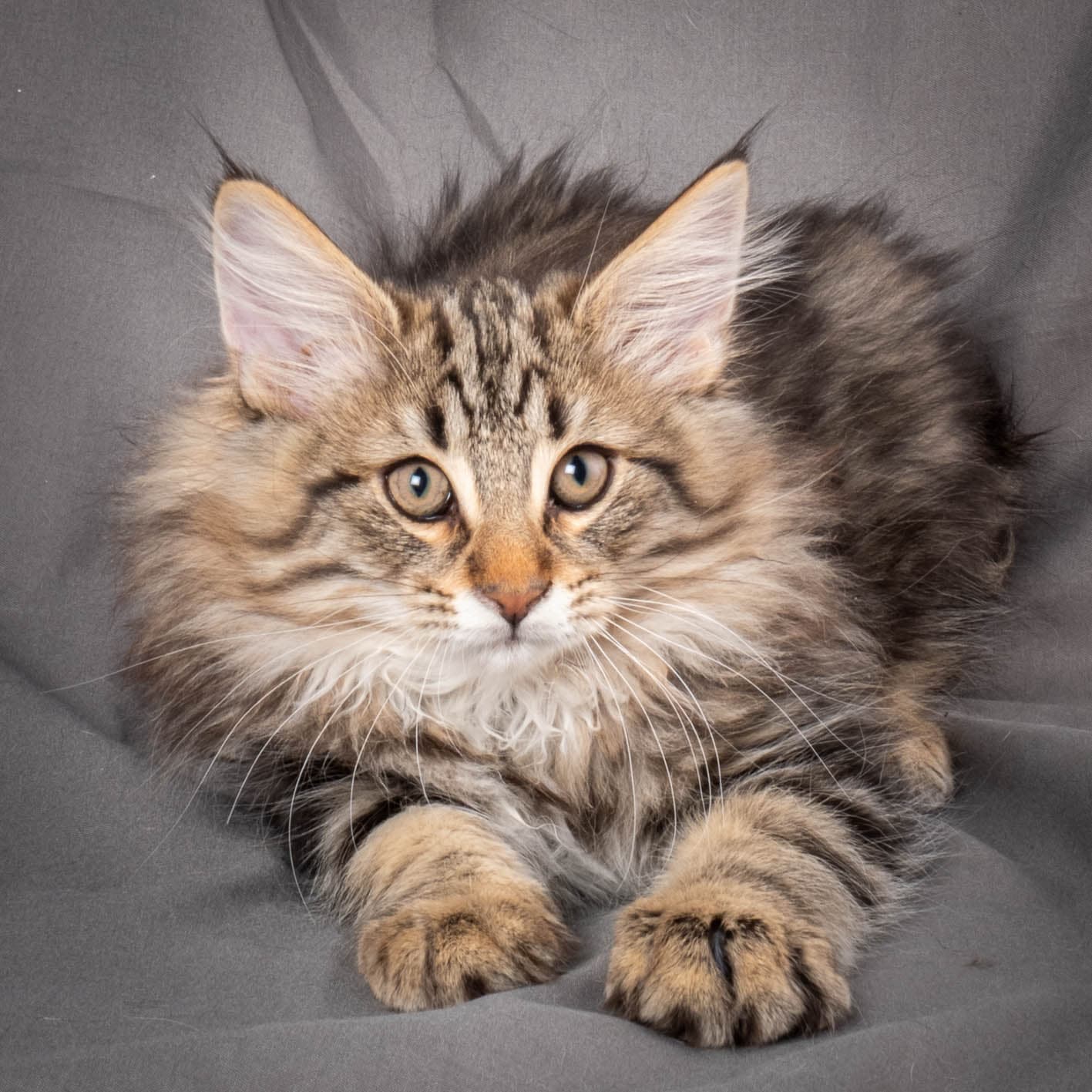 (N)Migoto's Anton, NFO n 22