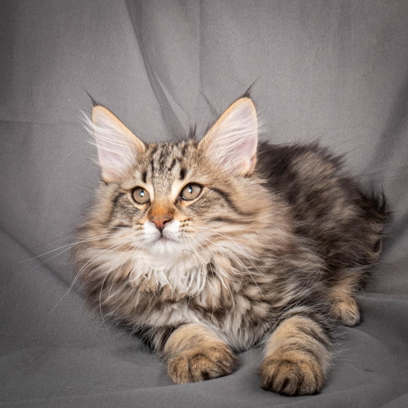 (N)Migoto's Anton, NFO n 22