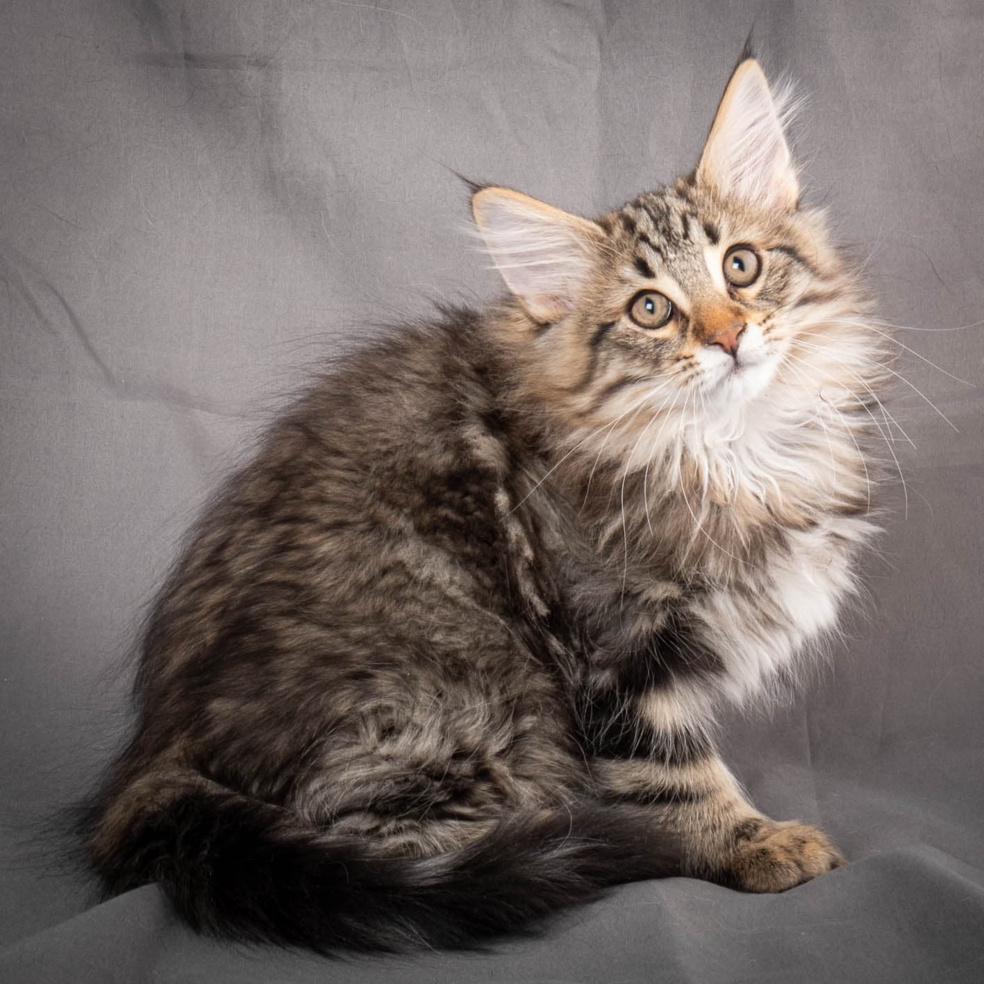 (N)Migoto's Anton, NFO n 22