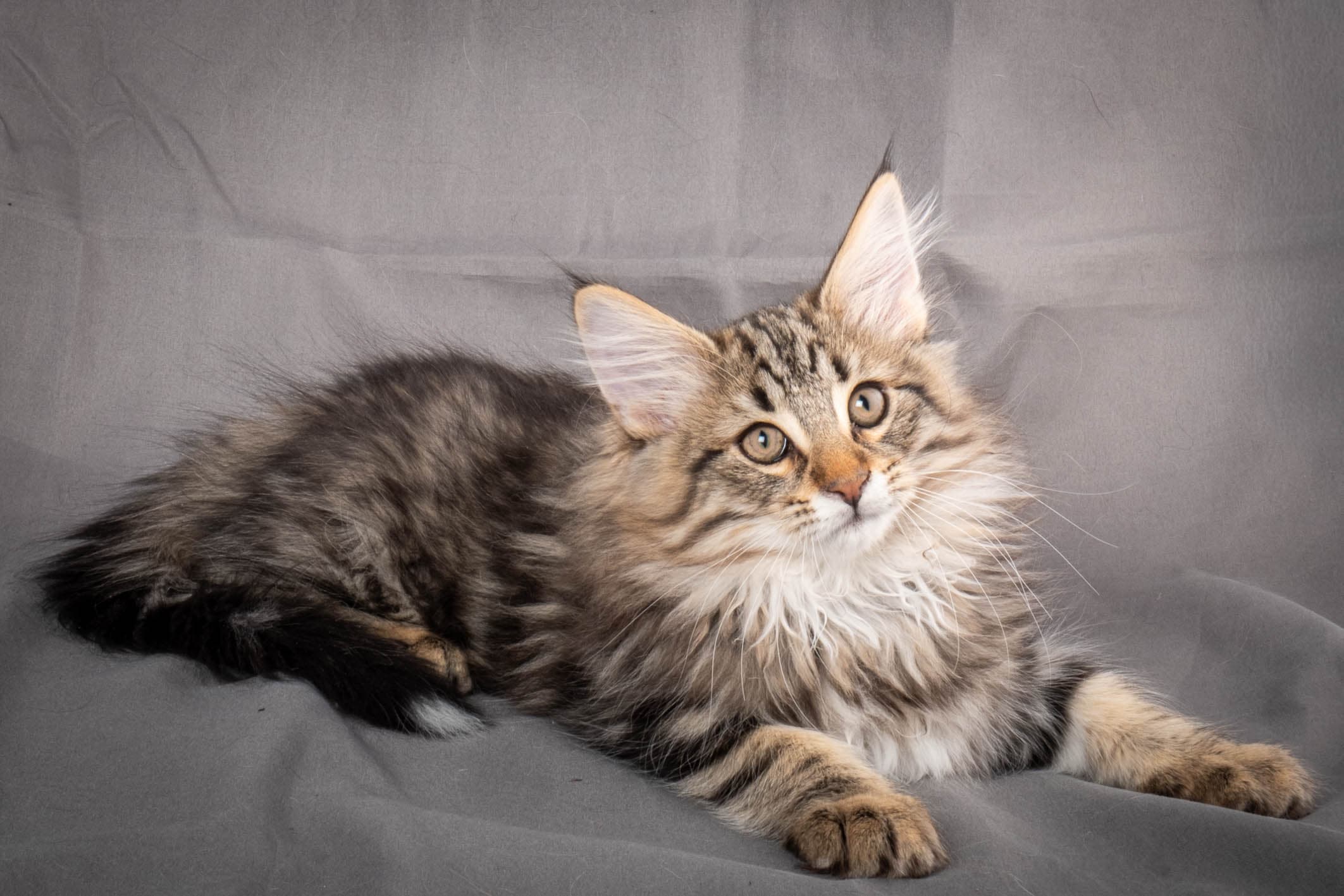 (N)Migoto's Anton, NFO n 22