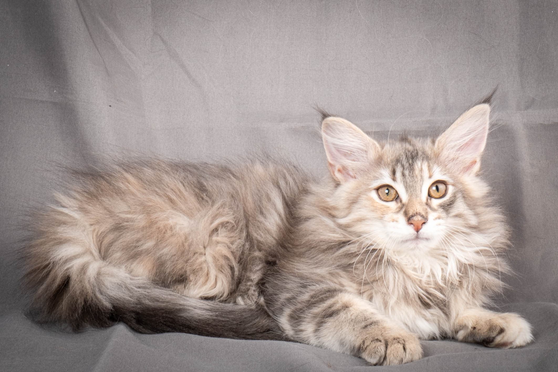 (N)Migoto's Anna, NFO g 22