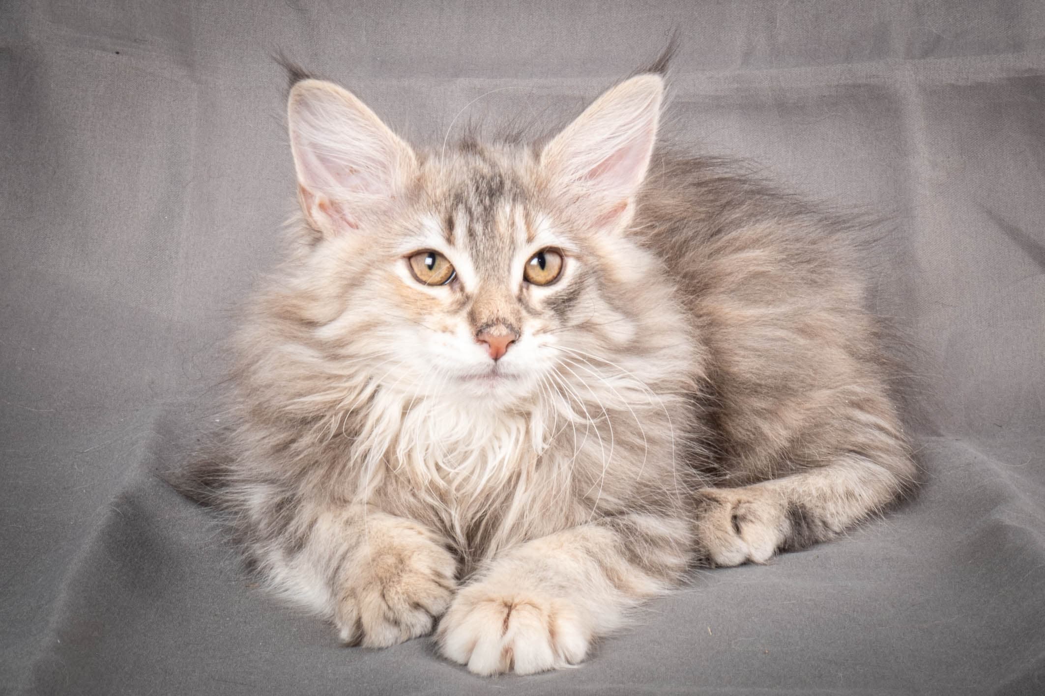 (N)Migoto's Anna, NFO g 22