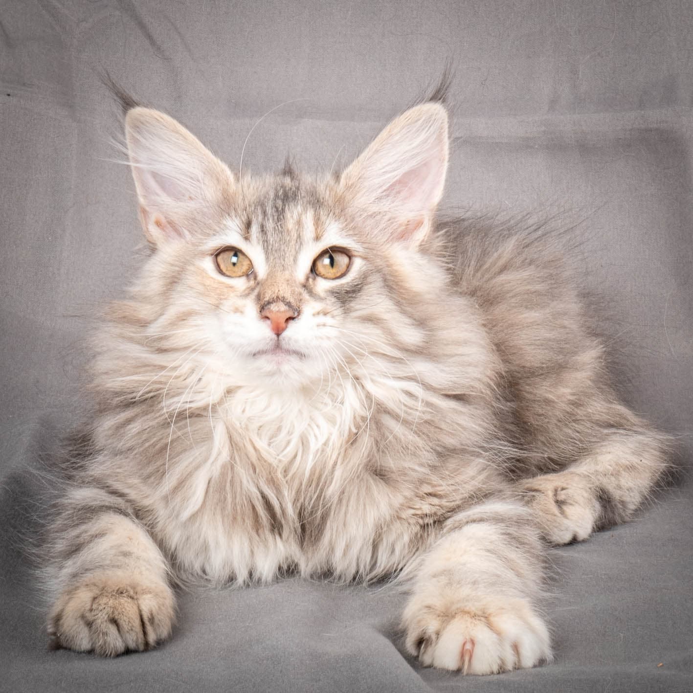 (N)Migoto's Anna, NFO g 22