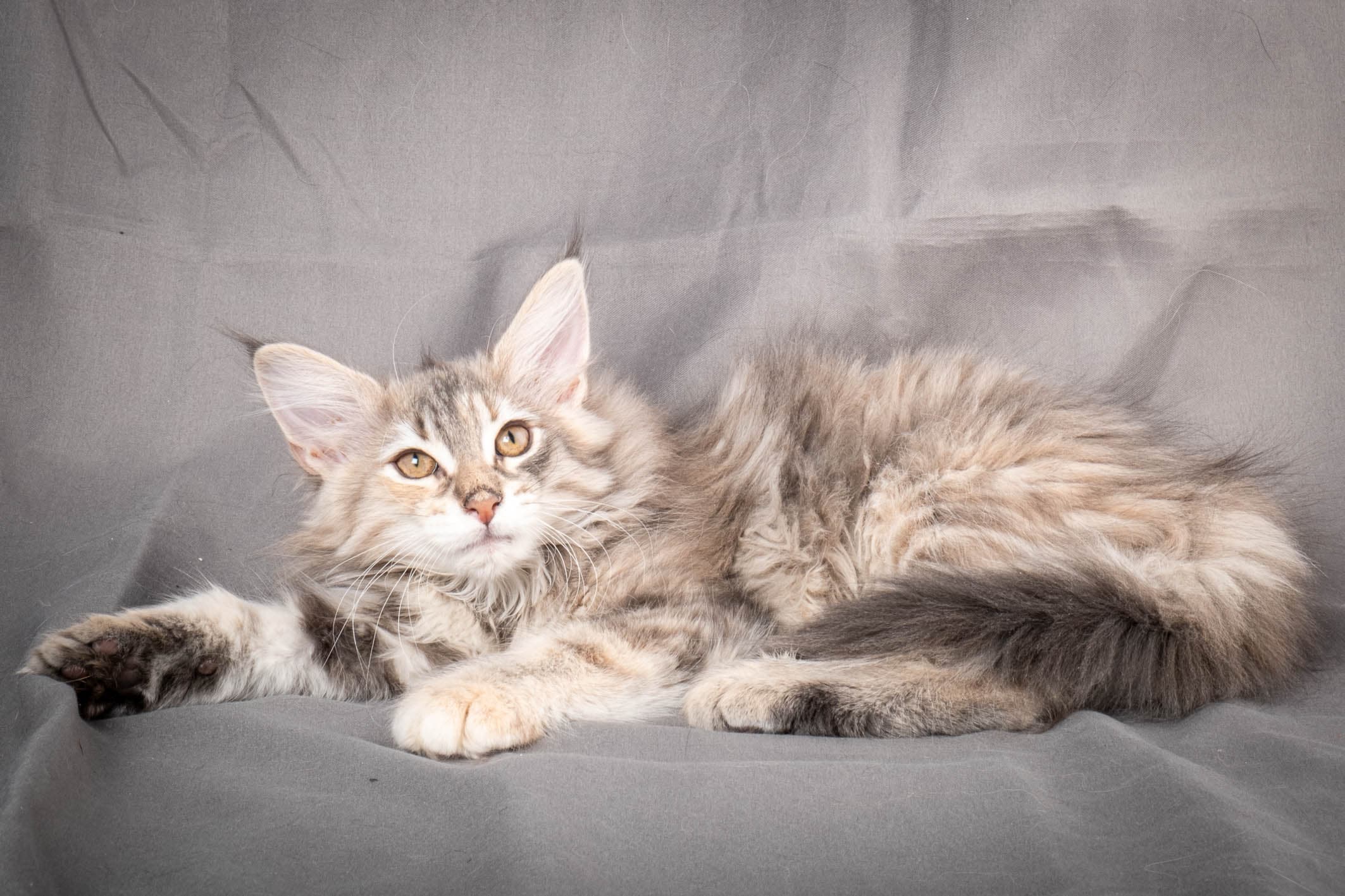 (N)Migoto's Anna, NFO g 22