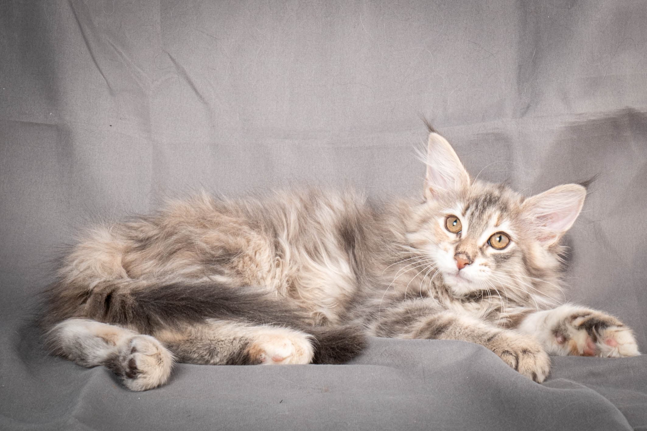 (N)Migoto's Anna, NFO g 22