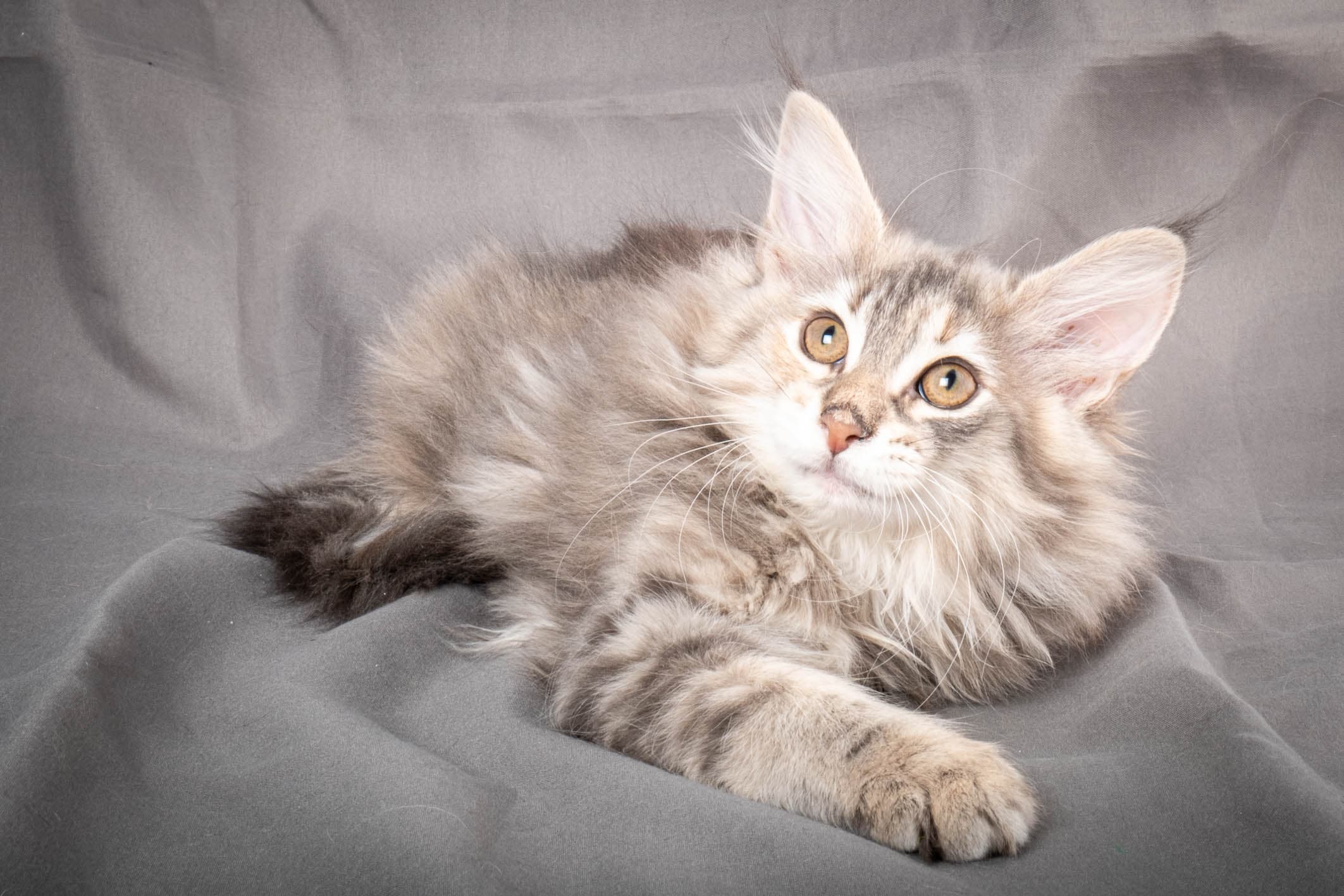 (N)Migoto's Anna, NFO g 22