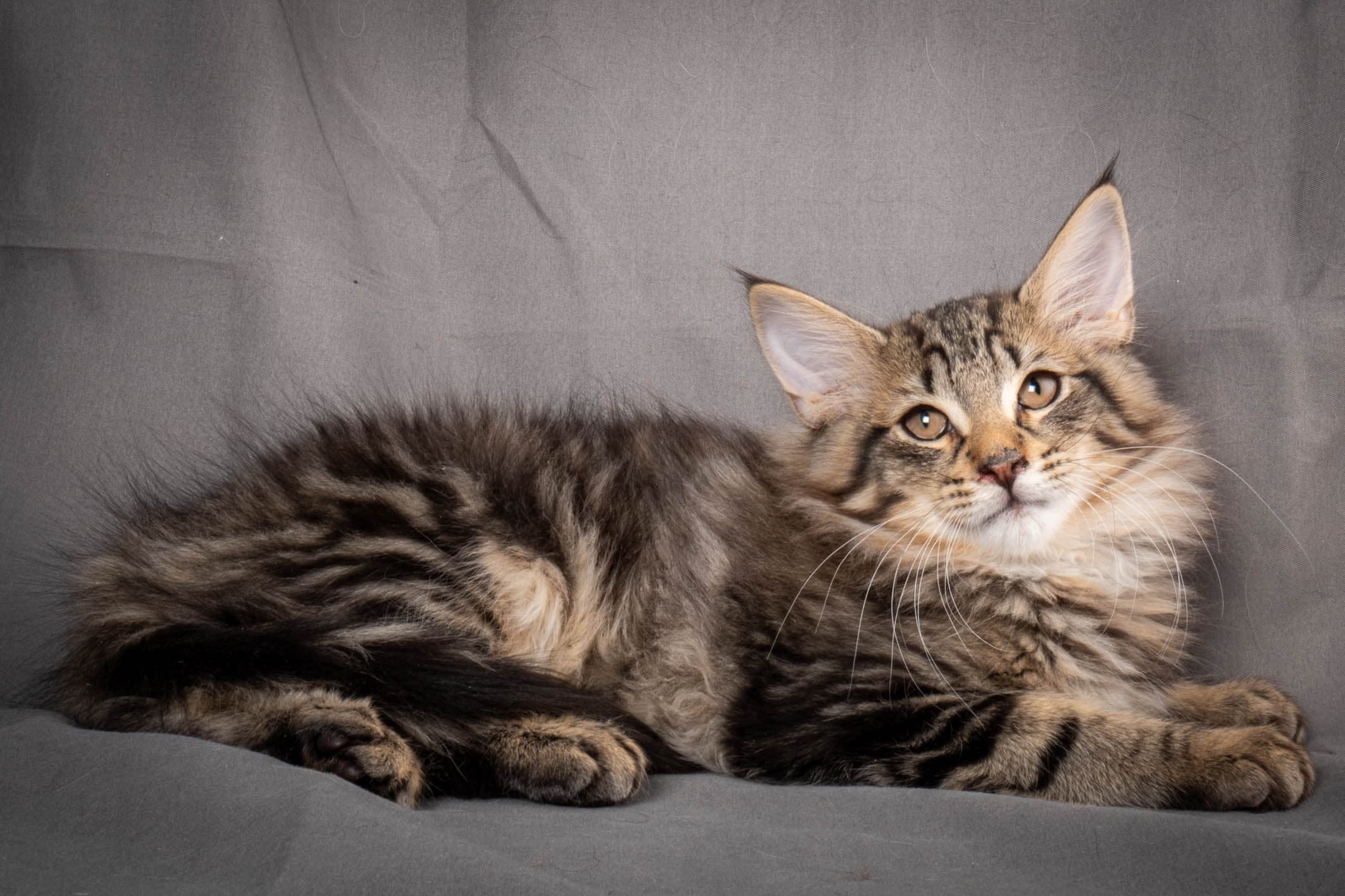 (N)Migoto's August, NFO n 22