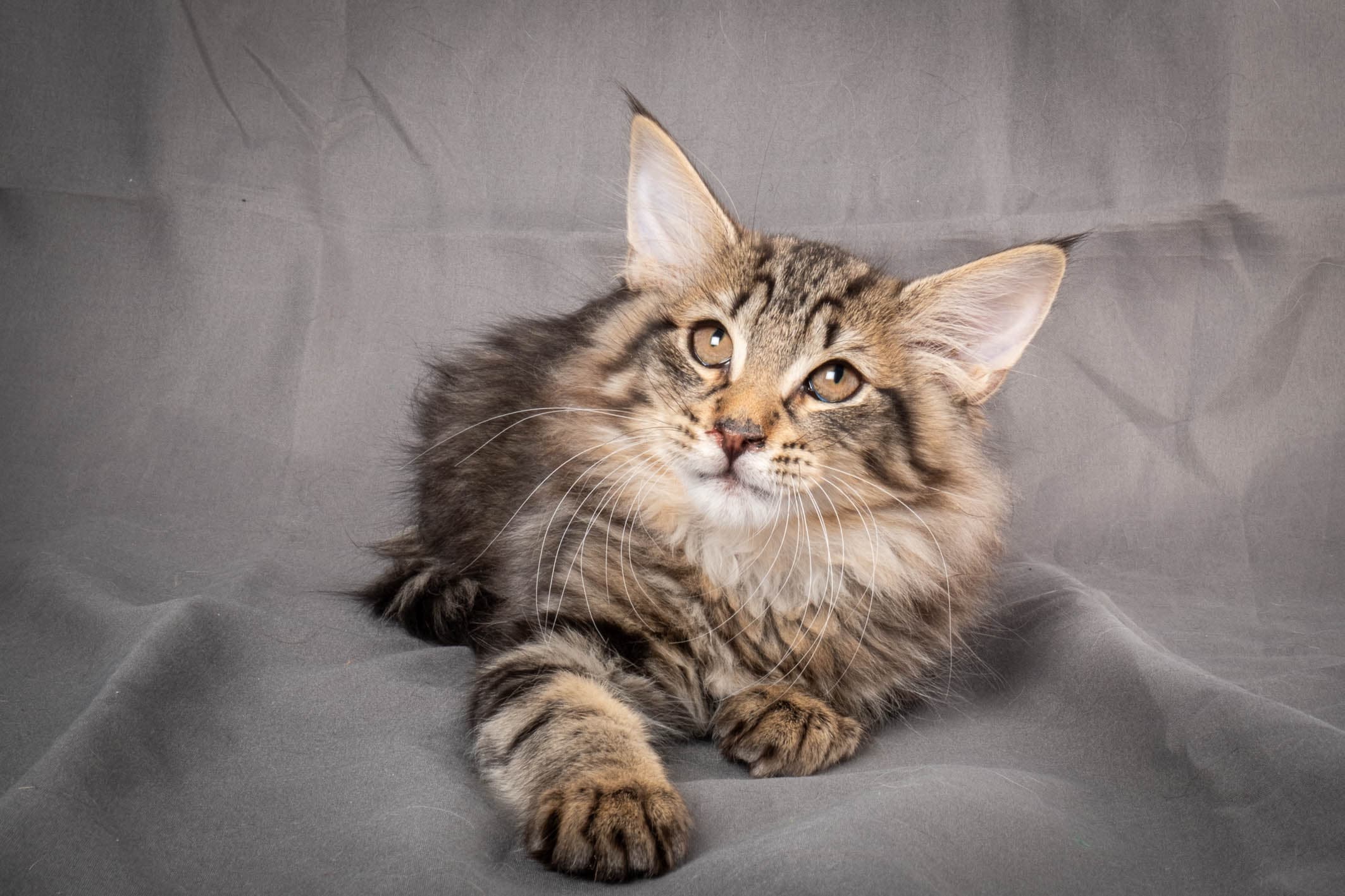 (N)Migoto's August, NFO n 22