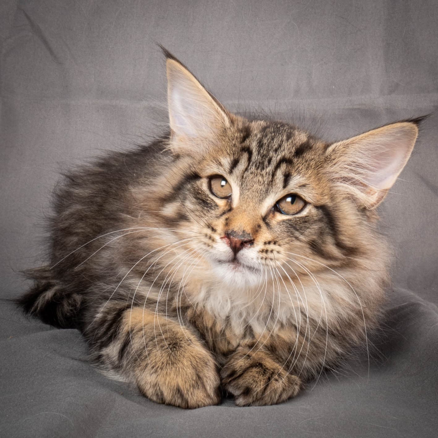 (N)Migoto's August, NFO n 22