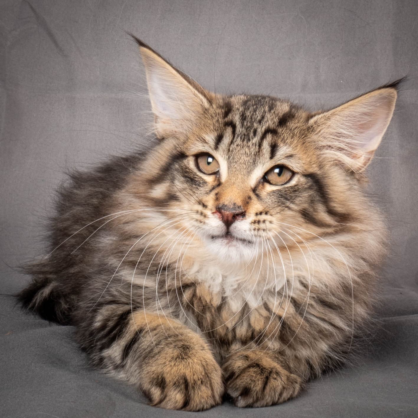 (N)Migoto's August, NFO n 22