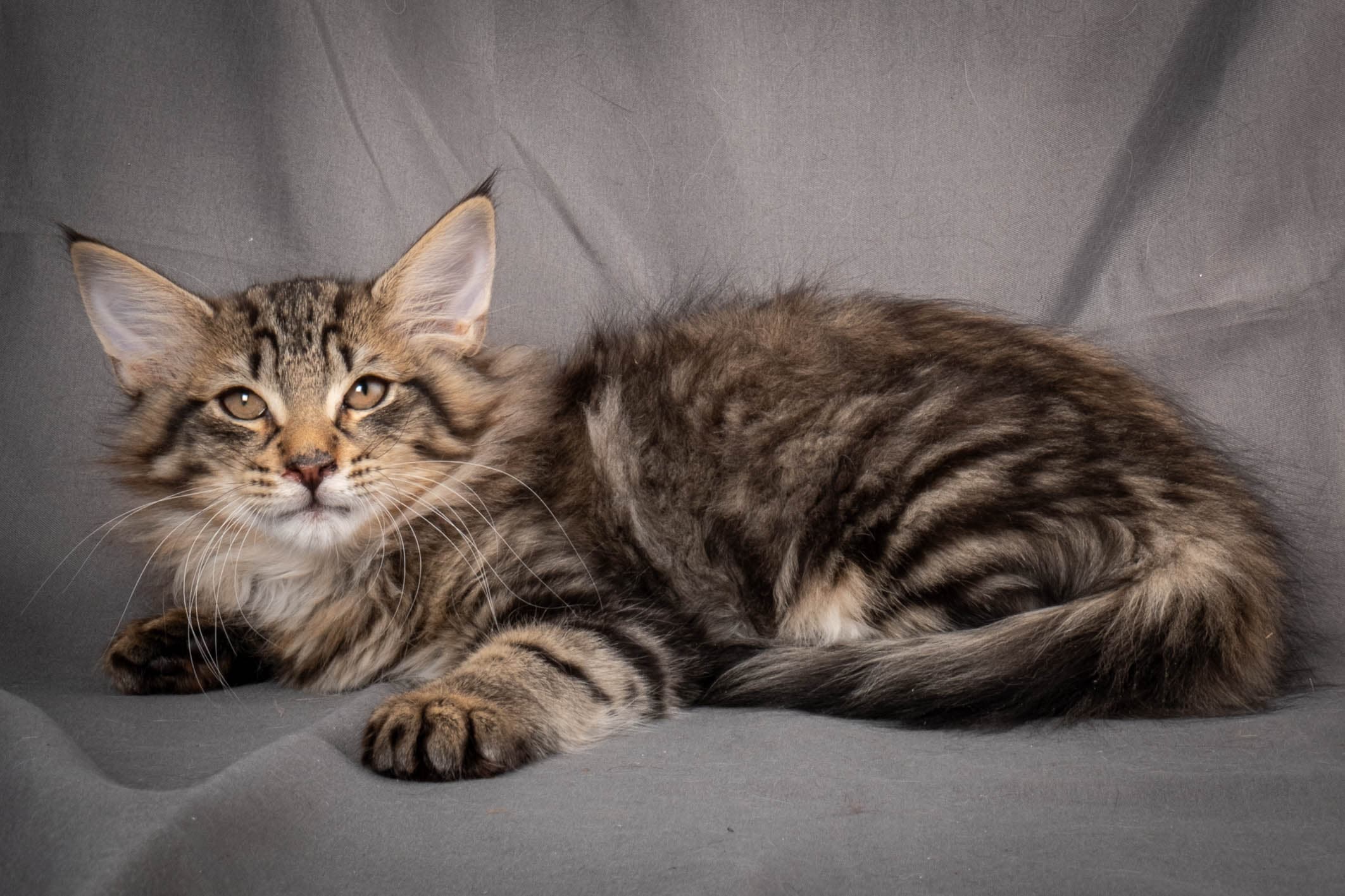 (N)Migoto's August, NFO n 22