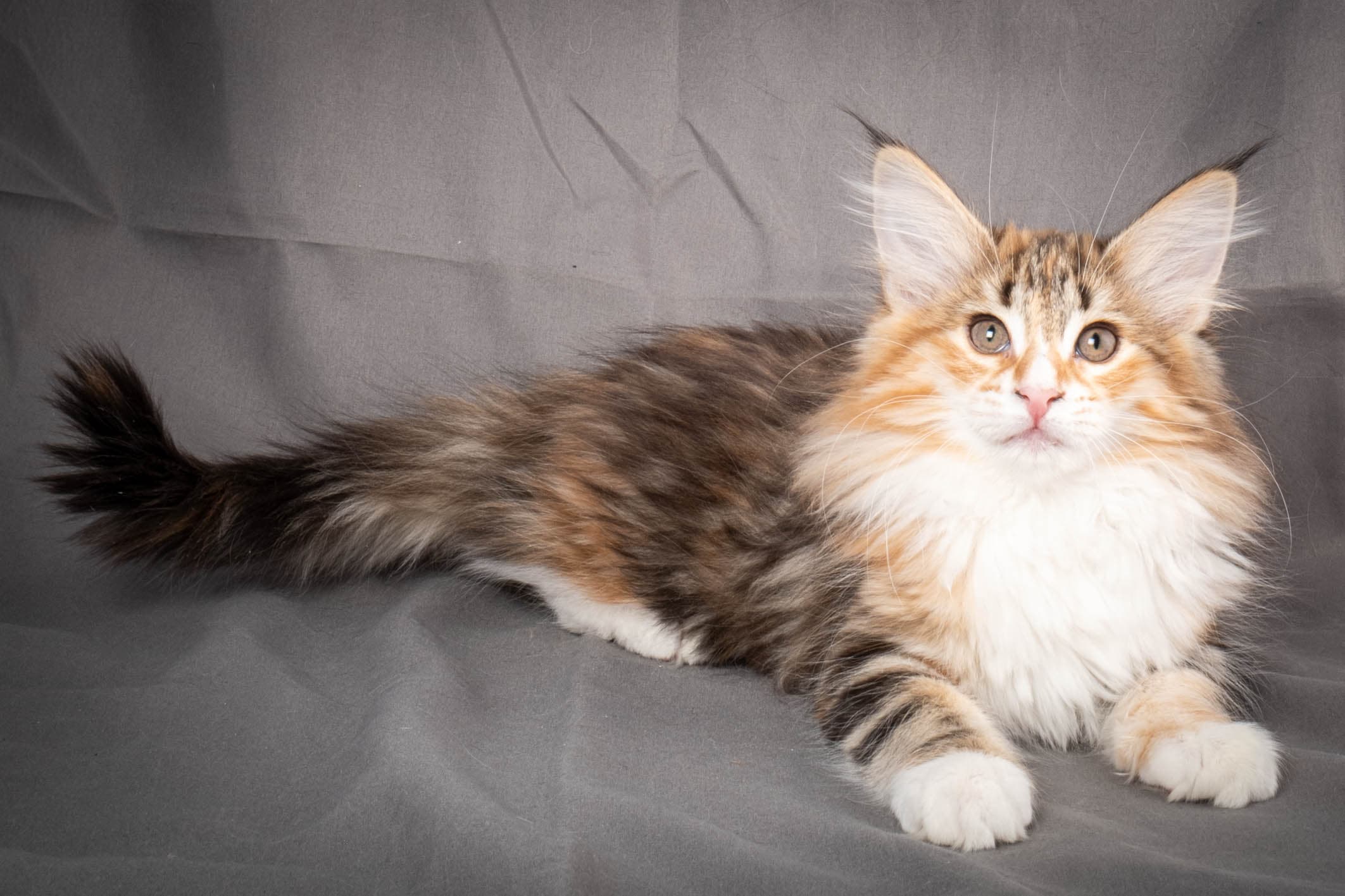 (N)Migoto's Alva, NFO f 09 22