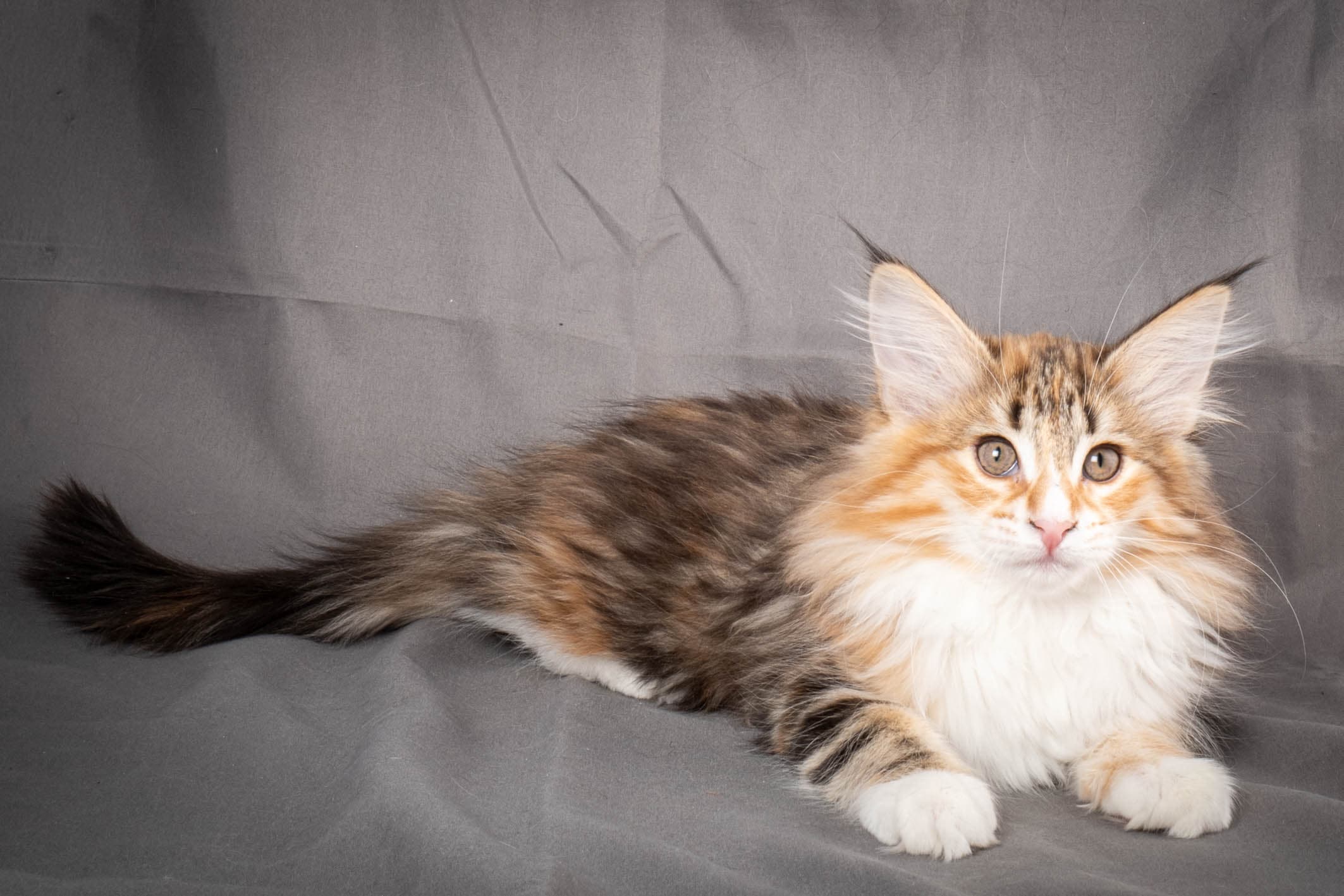 (N)Migoto's Alva, NFO f 09 22