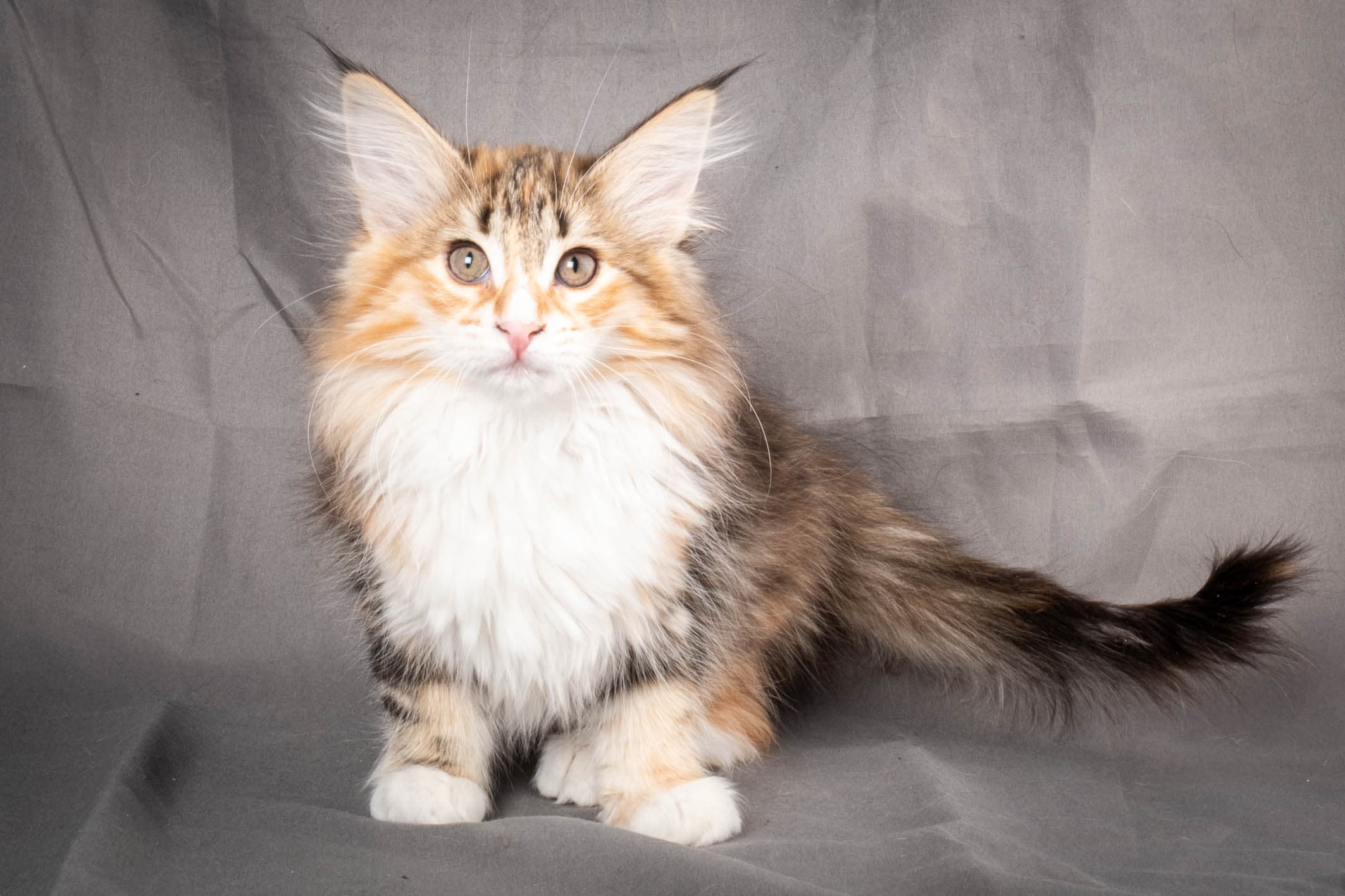 (N)Migoto's Alva, NFO f 09 22