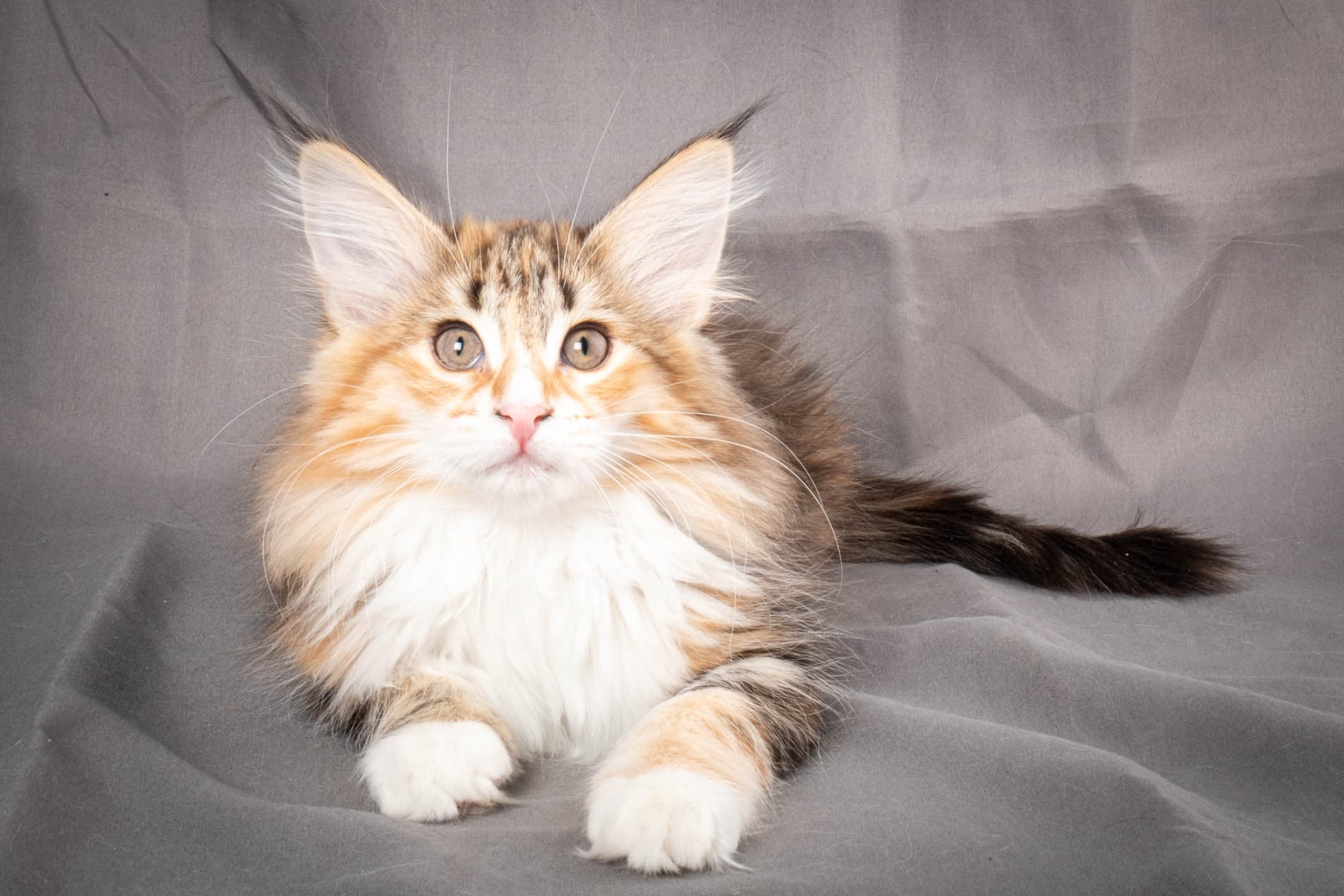 (N)Migoto's Alva, NFO f 09 22