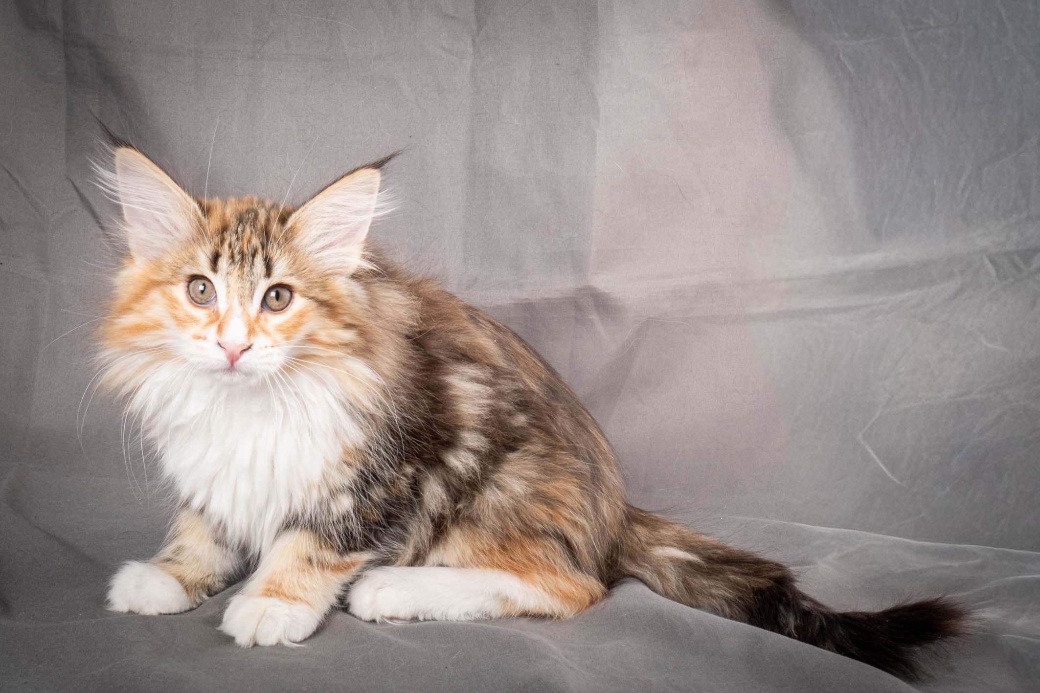 (N)Migoto's Alva, NFO f 09 22