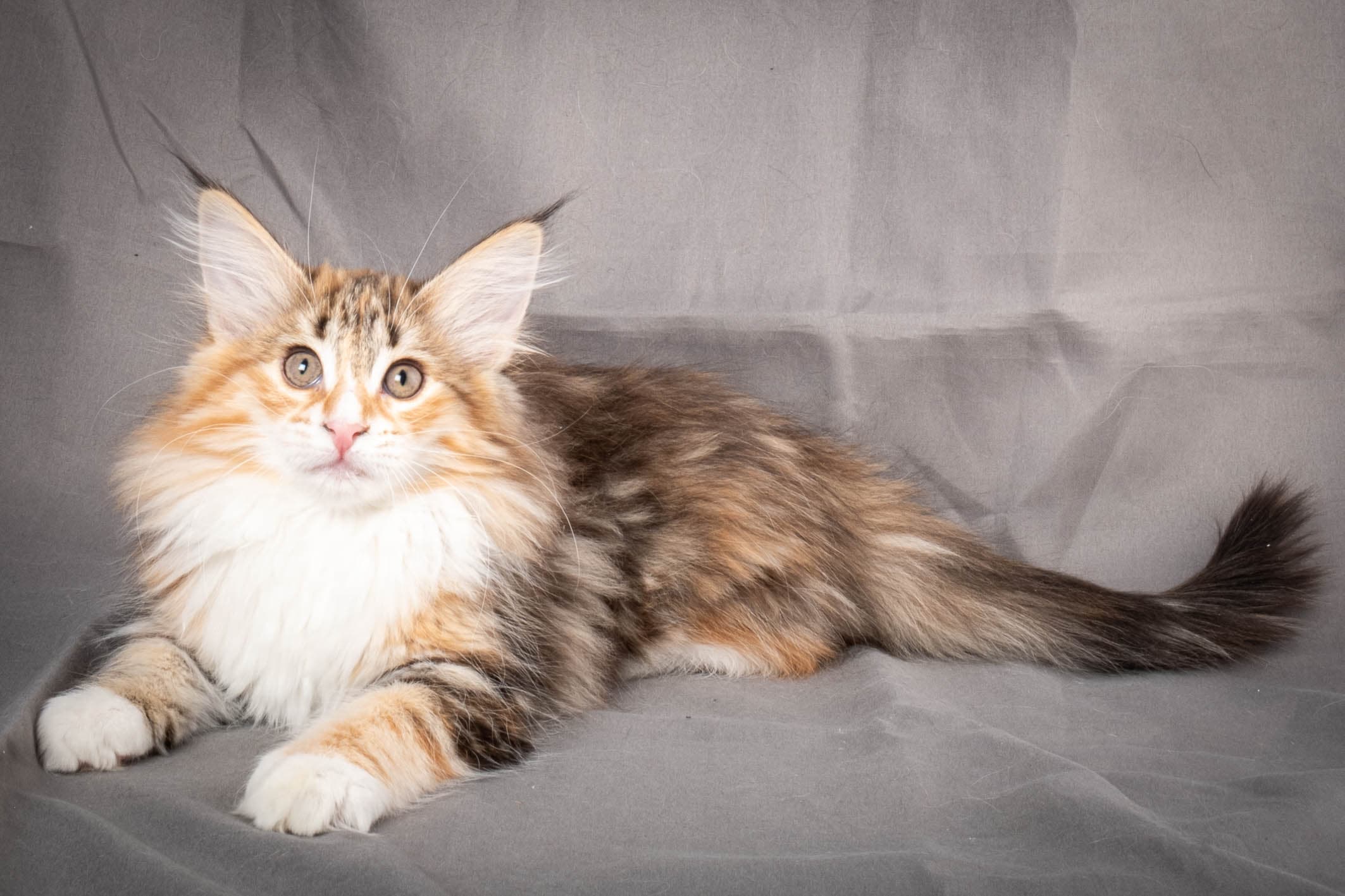 (N)Migoto's Alva, NFO f 09 22